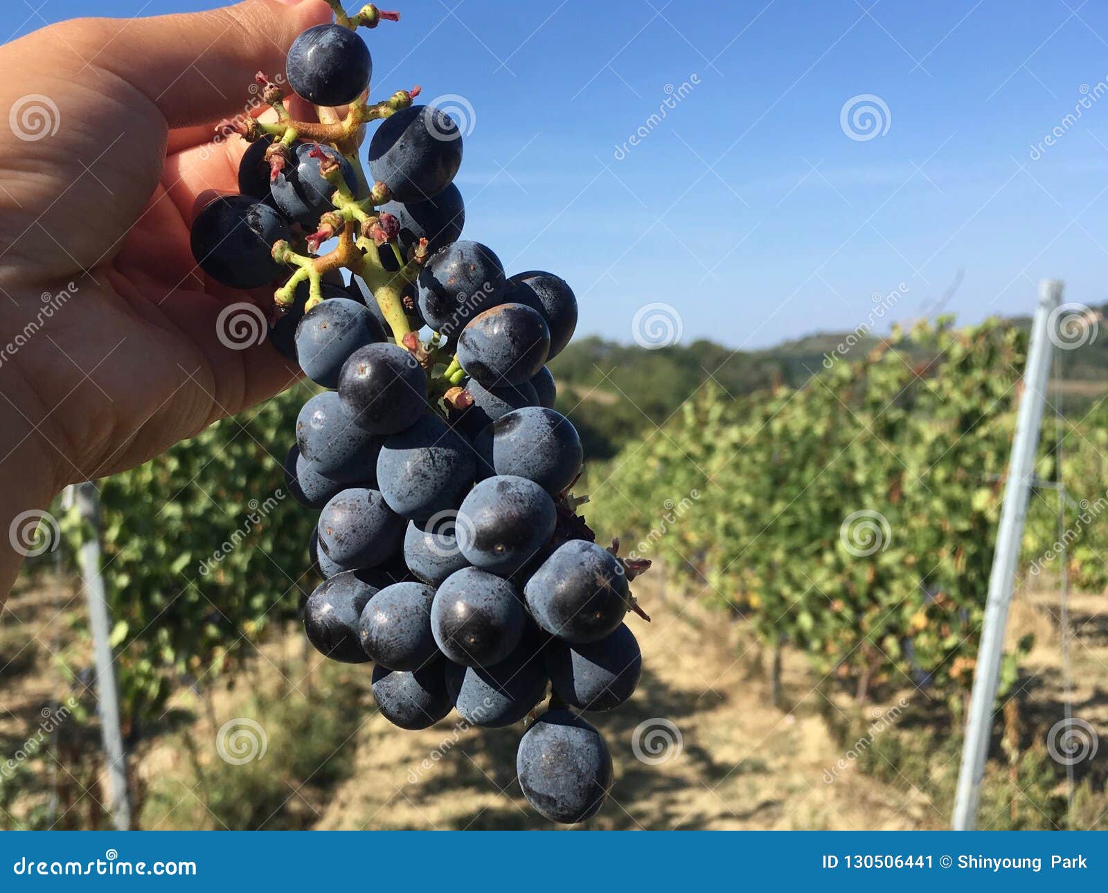 Vineyard of Red Grapes in Tuscany Stock Image Image of grape, cluster