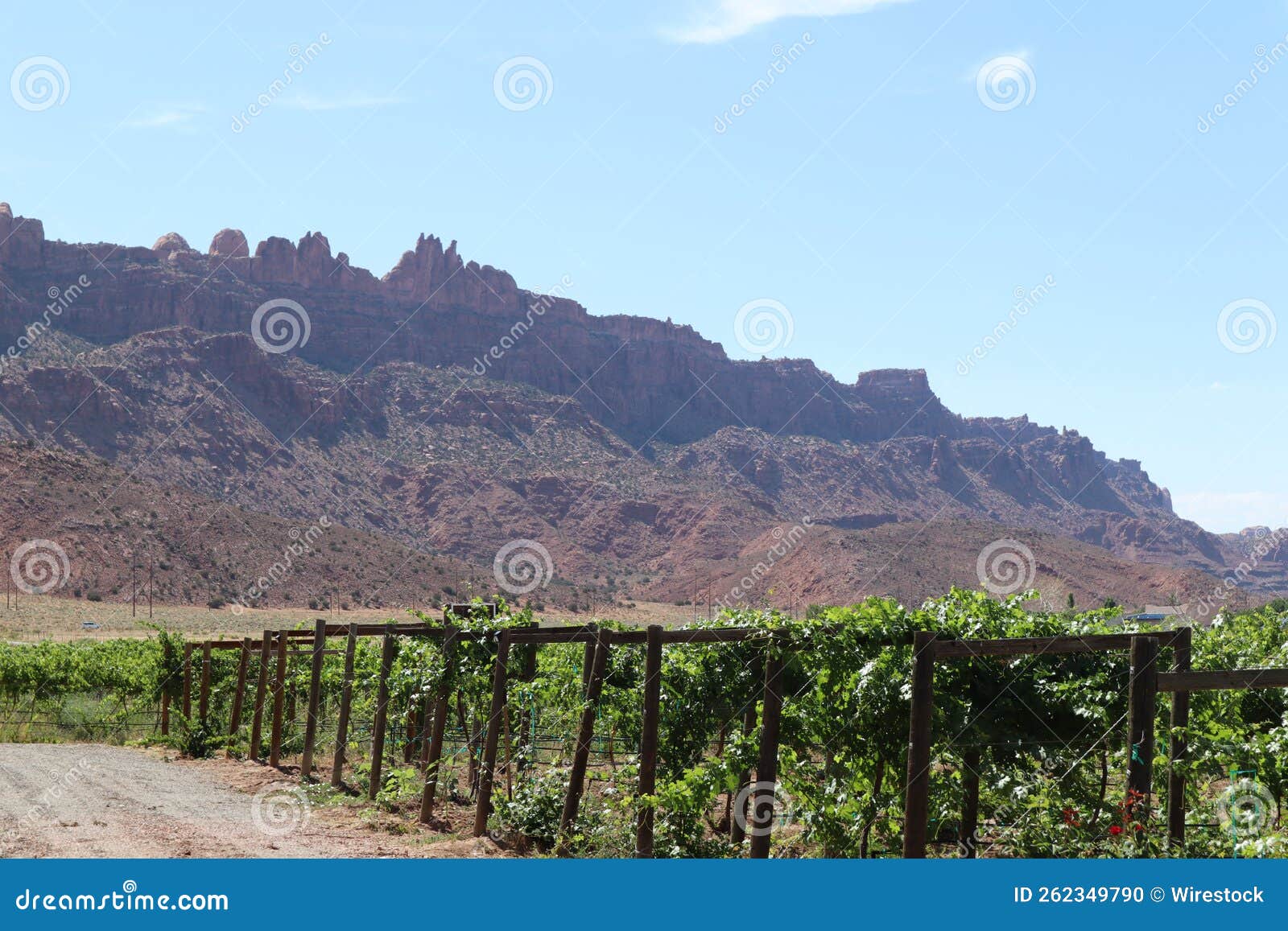 Vineyard with Red Rocks in the Background Near Moab, Utah Stock Photo