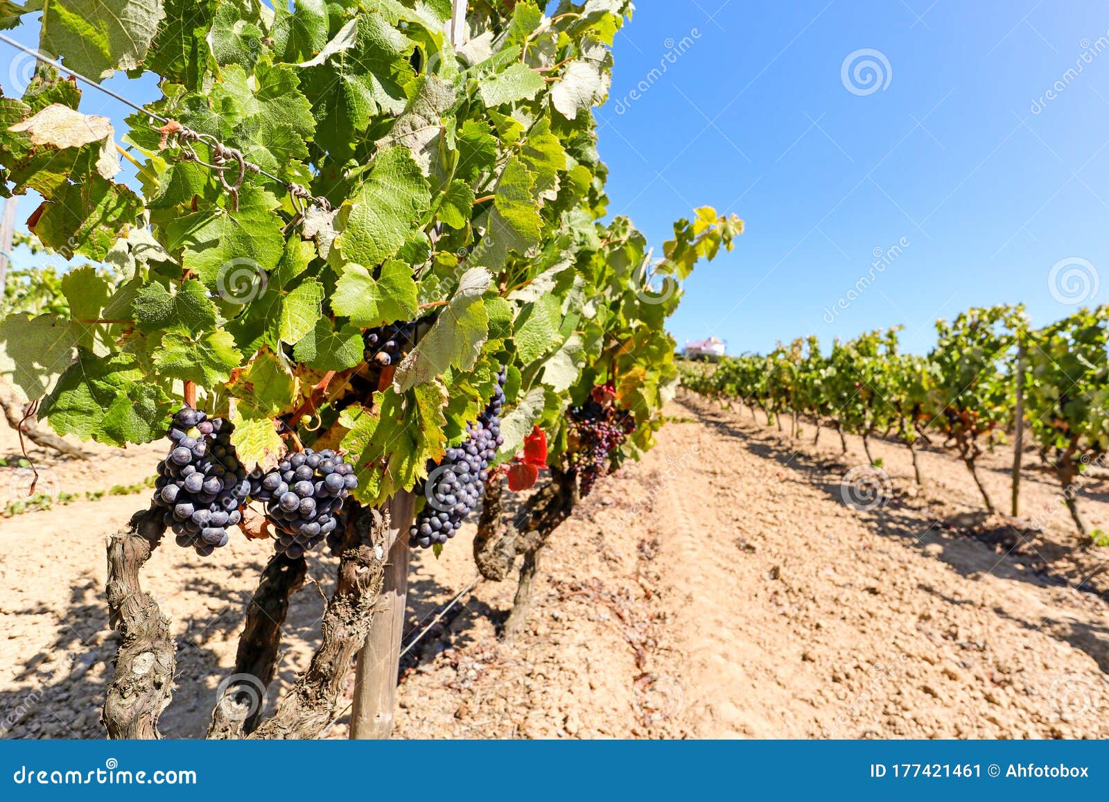 Vineyard With Red Wine Grapes Near A Winery In Late Summer Grapevines