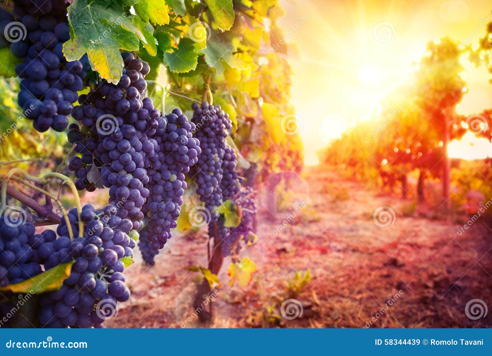 vineyard with ripe grapes in countryside