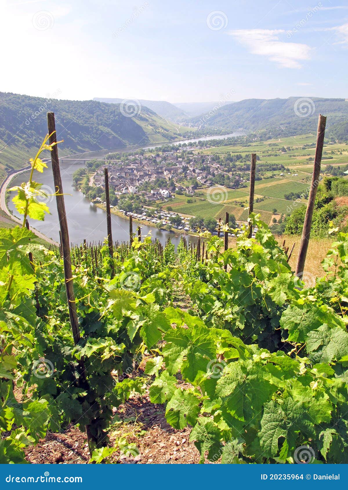 Vineyard and river stock photo. Image of leisure, mountain 20235964