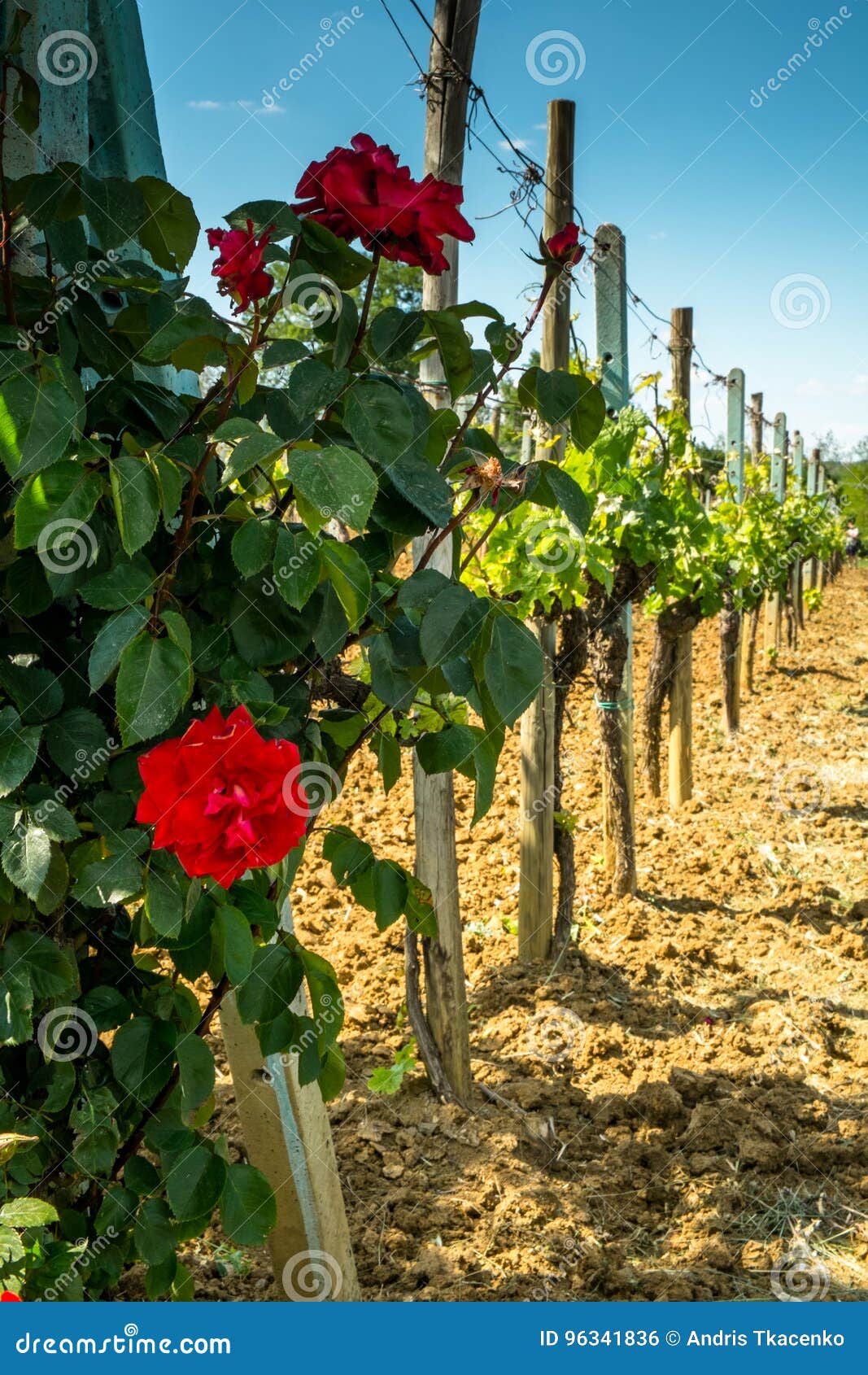 Vineyard with roses stock photo. Image of vines, industry 96341836