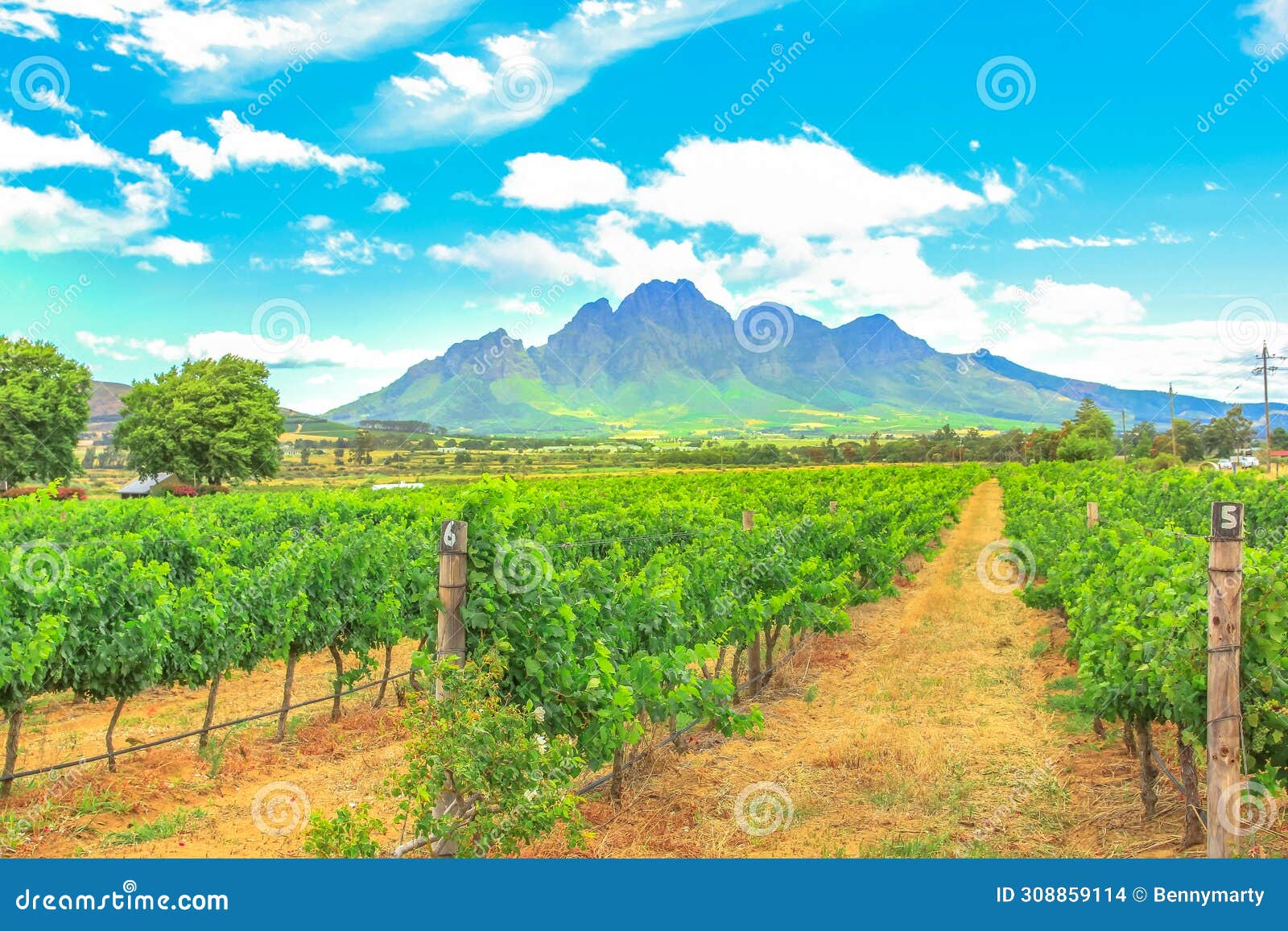 vineyards in south africa