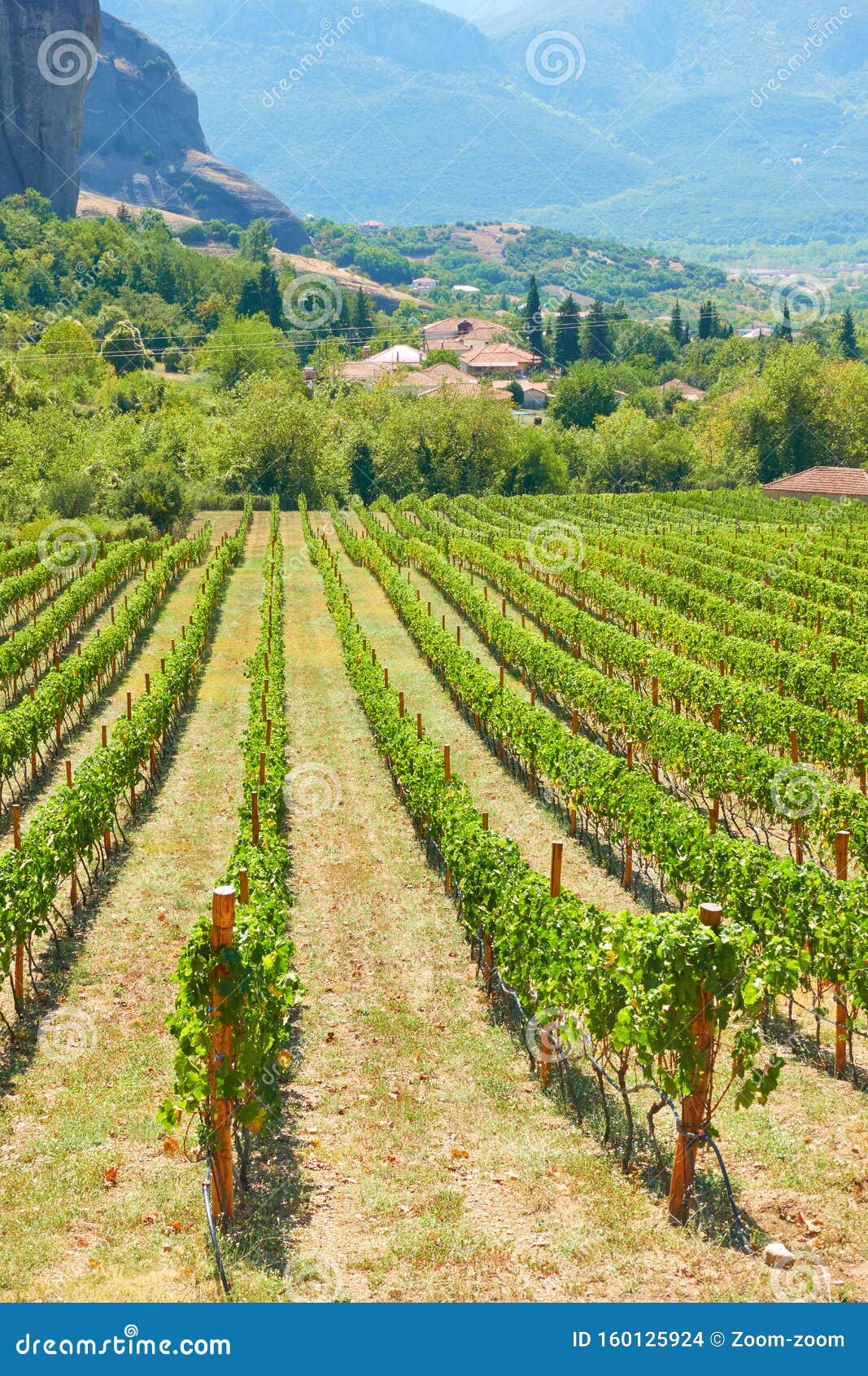 vineyard - rural landscpe