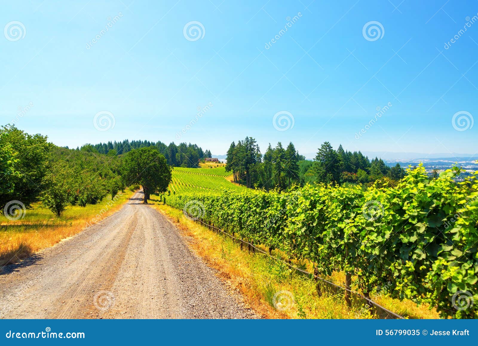 Vineyard in Rural Oregon stock image. Image of landscape 56799035