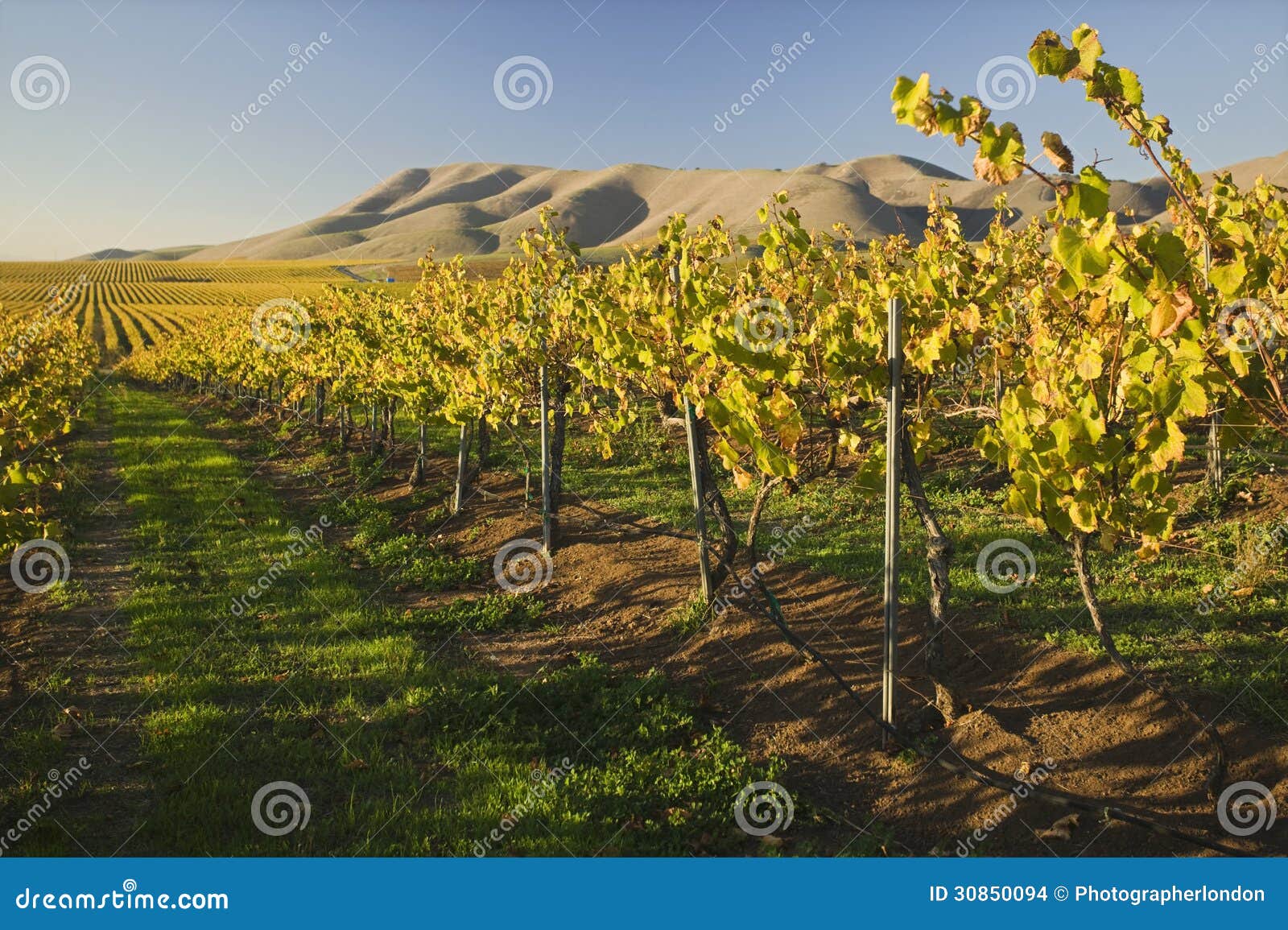vineyard in santa maria california
