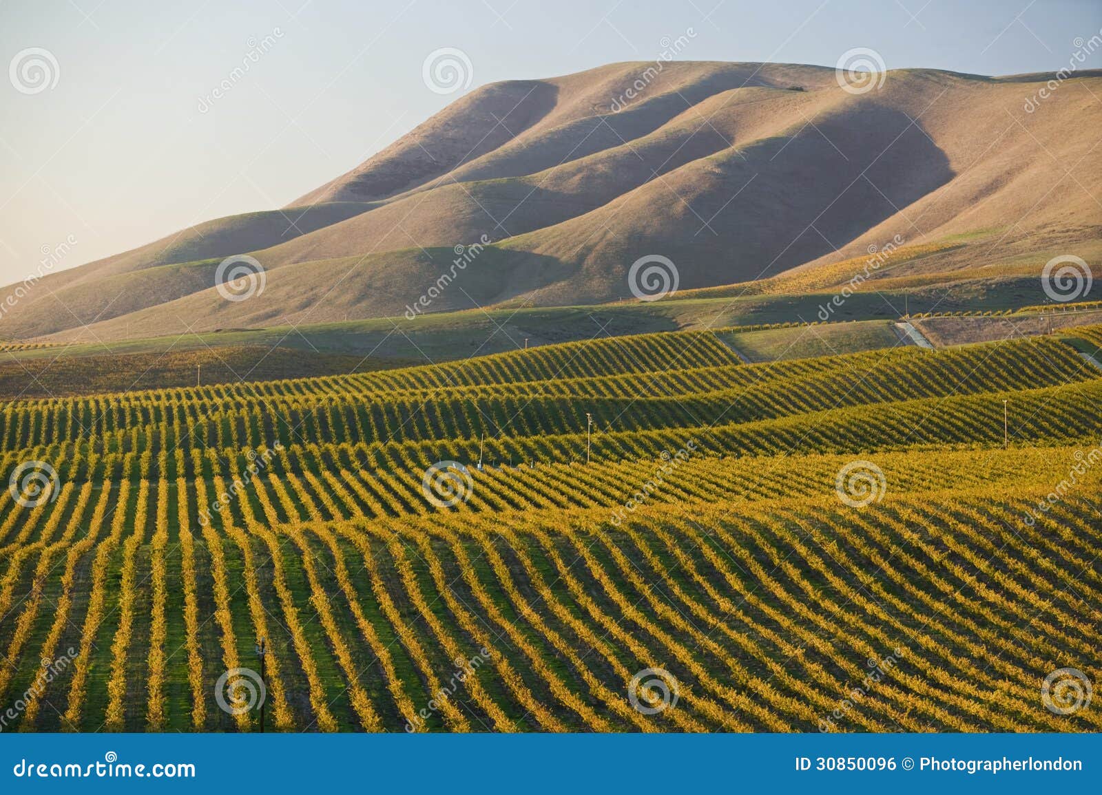 vineyard in santa maria california