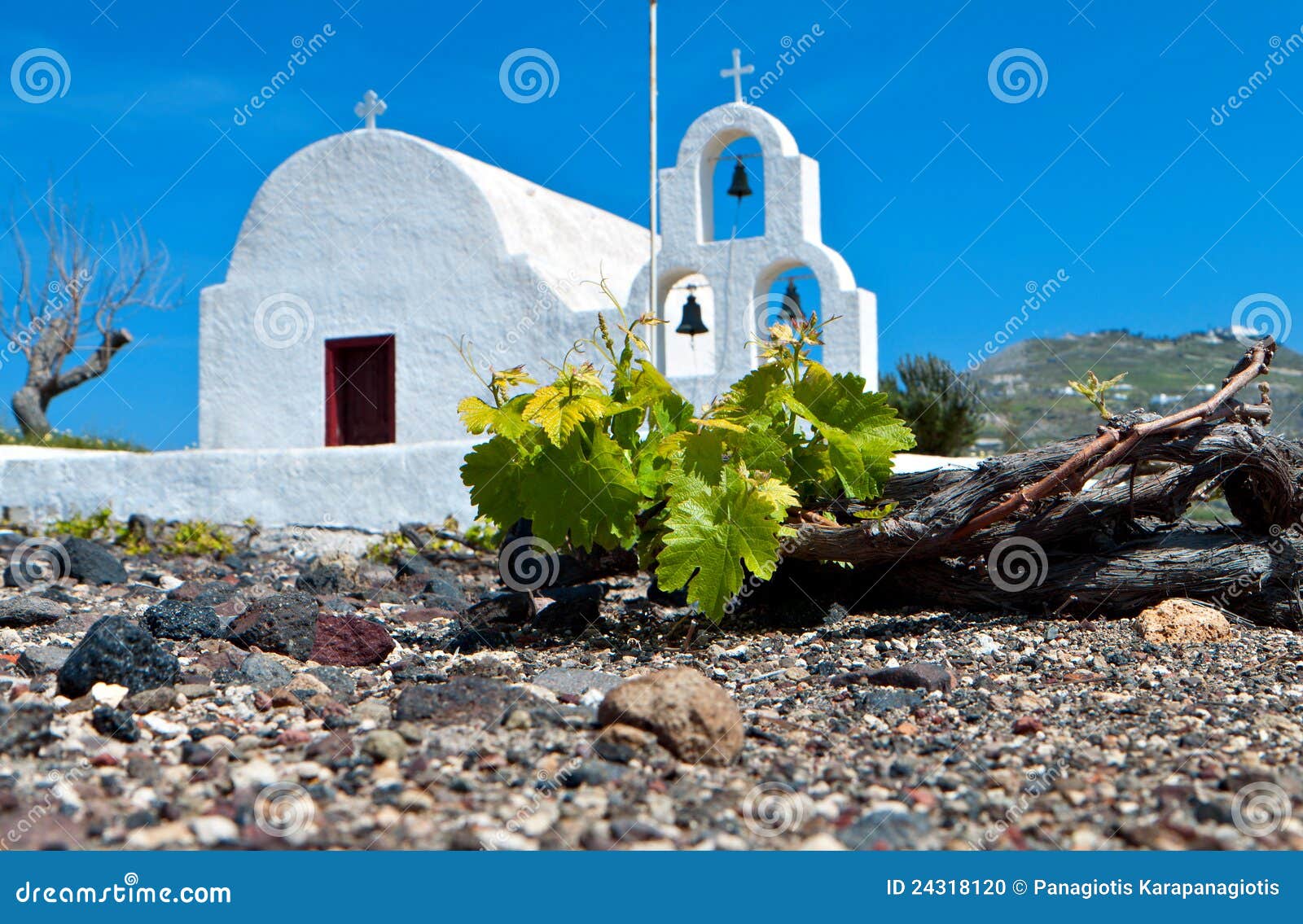 vineyard at santorini of cyclades, greece