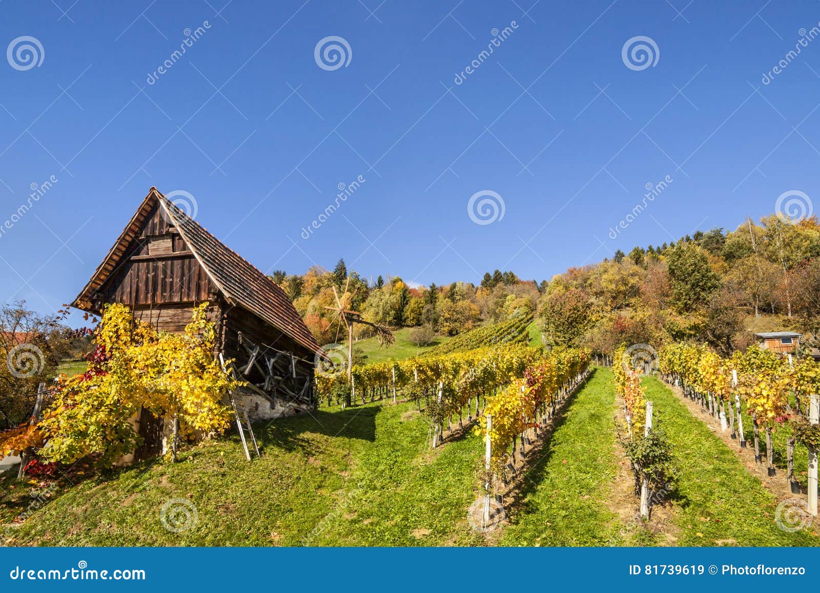 vineyard on schilcher wine route with traditional old hut and kl