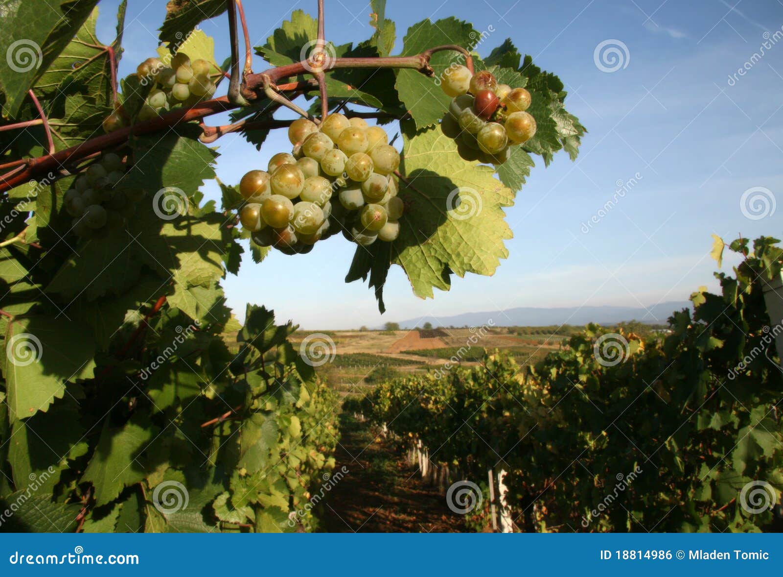 vineyard in serbia