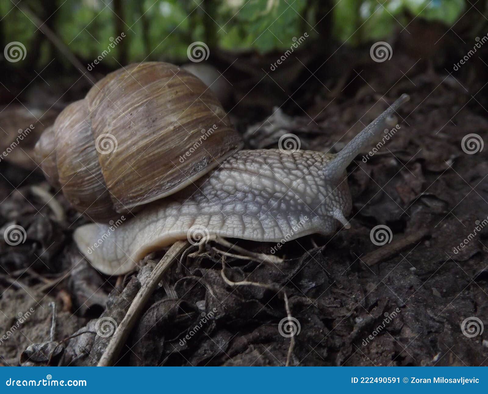 Vineyard snail stock image. Image of housing, helix 222490591