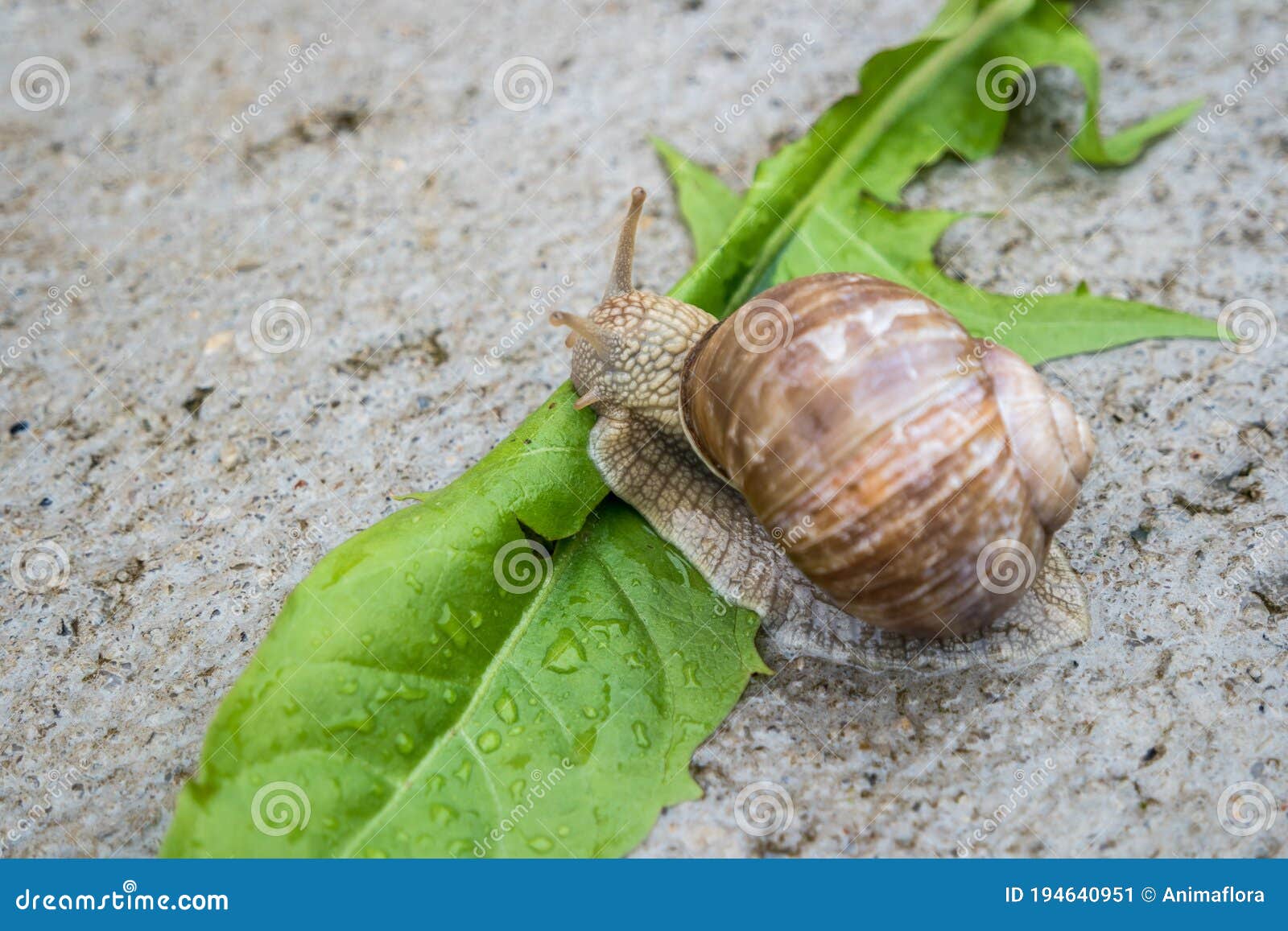 Vineyard Snail in the Nature Stock Image Image of garden, snail