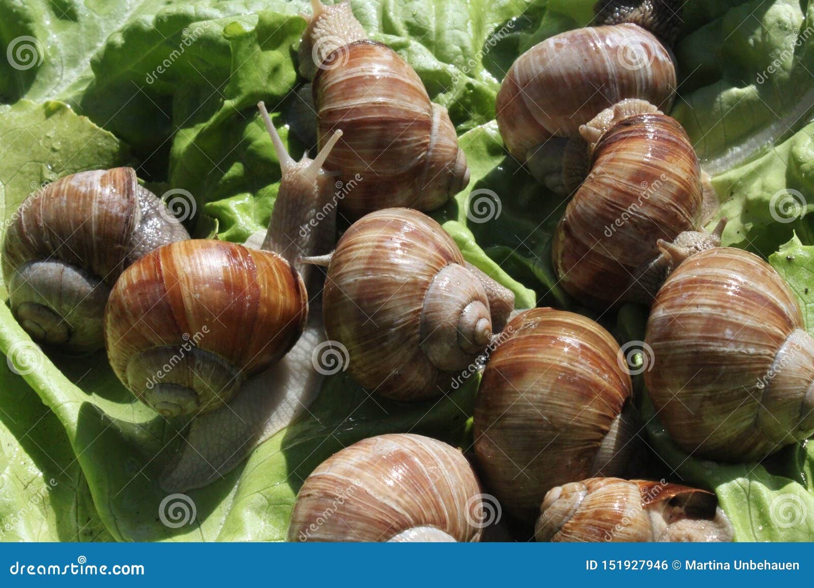 Vineyard Snails in the Salad Stock Photo Image of animal, garden