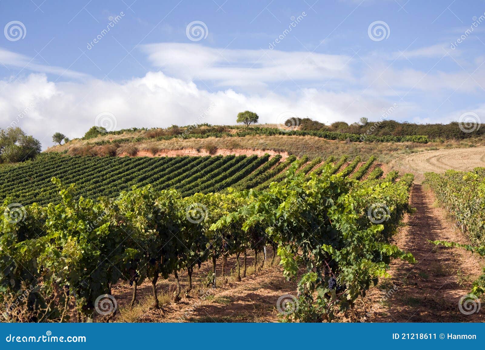 Vineyard in Spain stock image. Image of nature, country 21218611