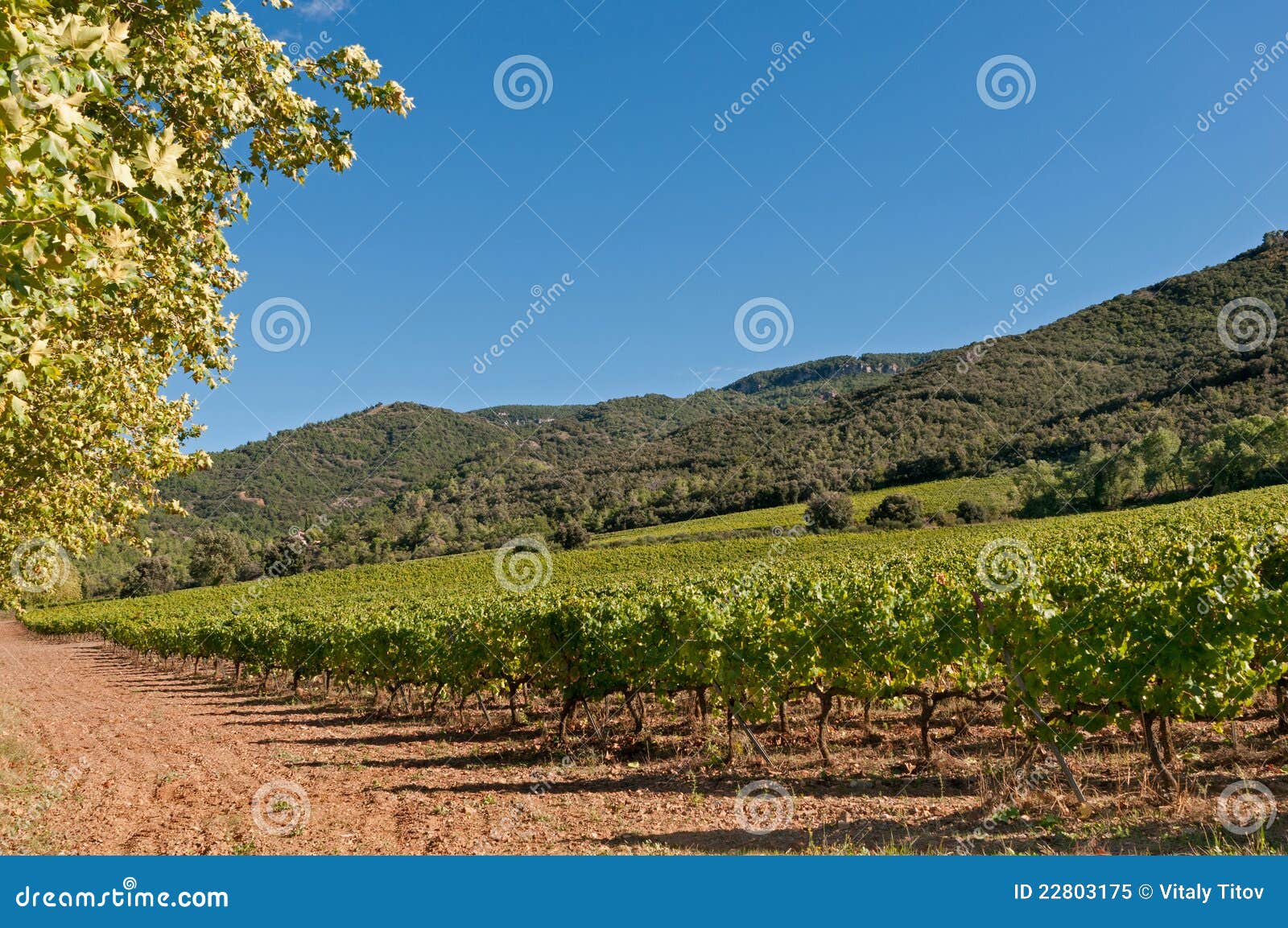 Vineyard in Spain stock image. Image of food, land, leaves 22803175