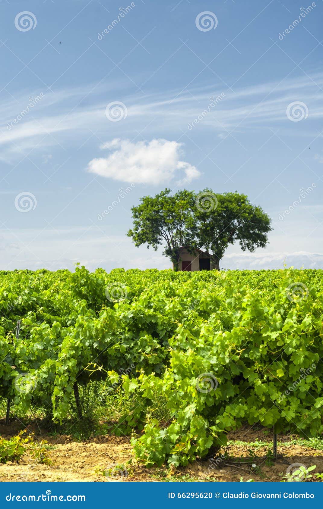 Vineyard at Summer in Languedoc-Roussillon Stock Photo - Image of ...