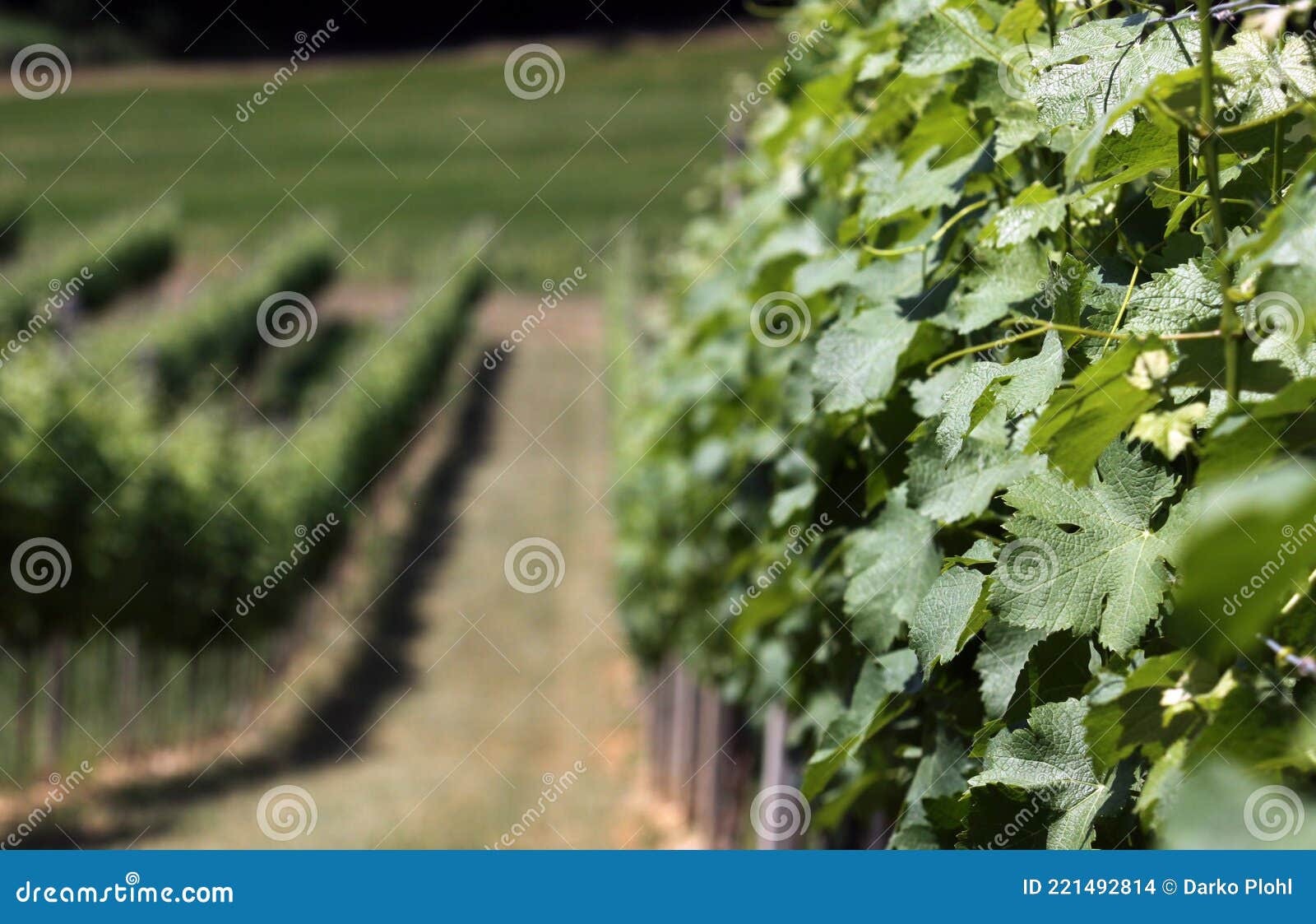 vineyard in summer when the vines are in bloom