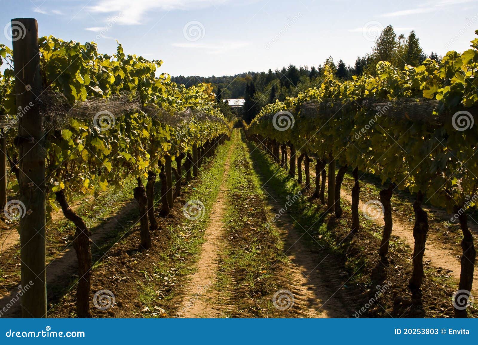 Vineyard On A Sunny Day Stock Image Image Of Mellow 20253803