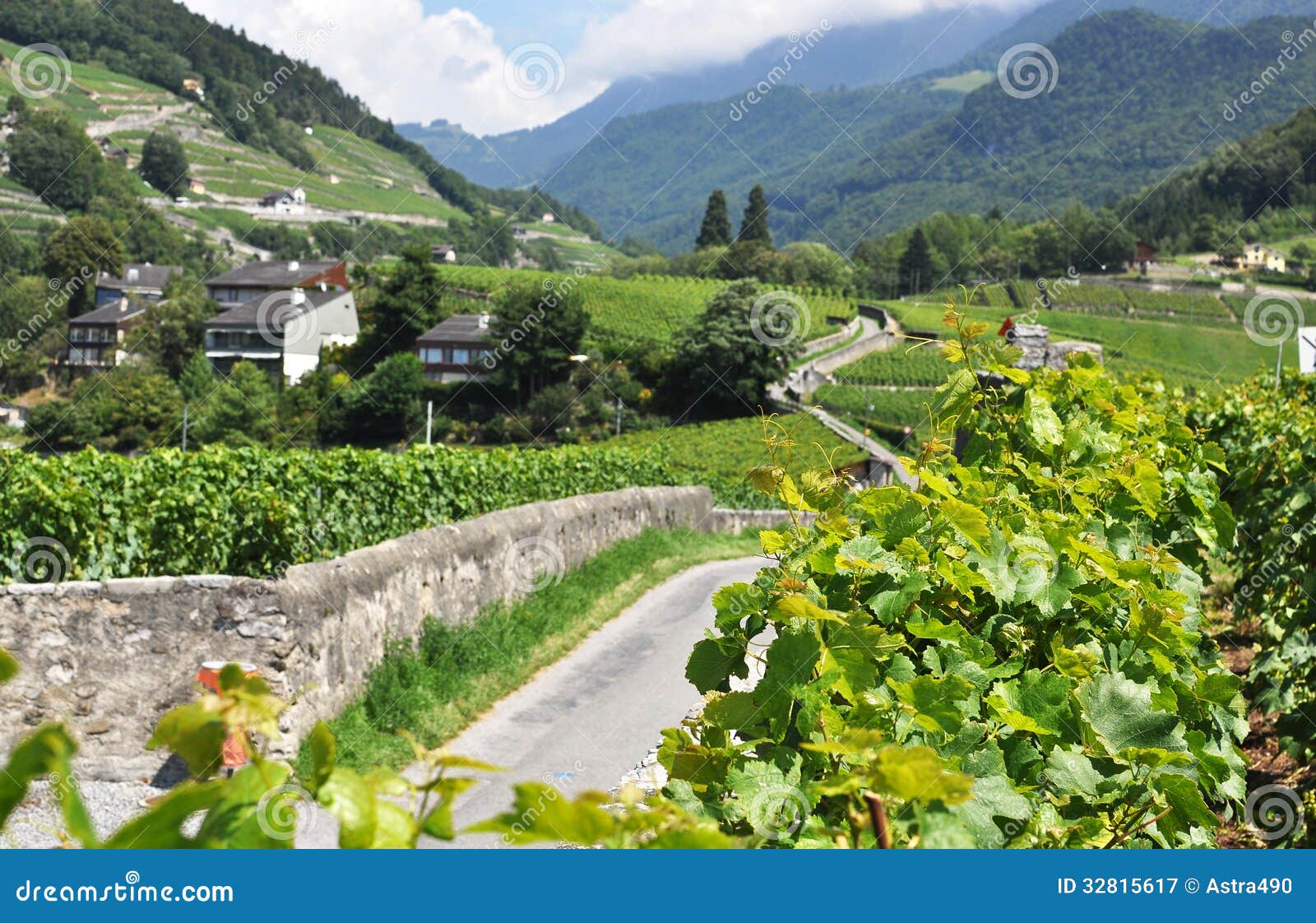 Vineyard, Switzerland stock image. Image of grapevine 32815617