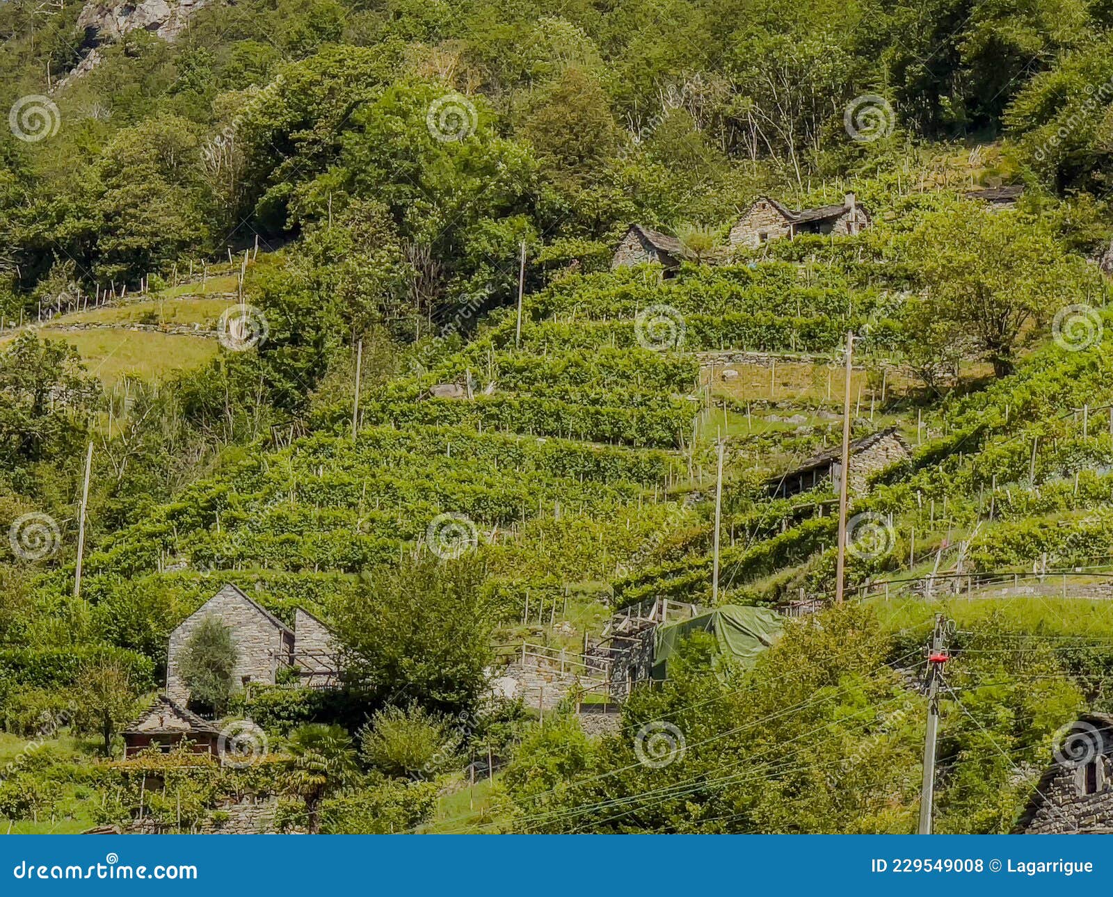 vineyard and traditional stone cabins rustico in vogorno, ticino, switzerland