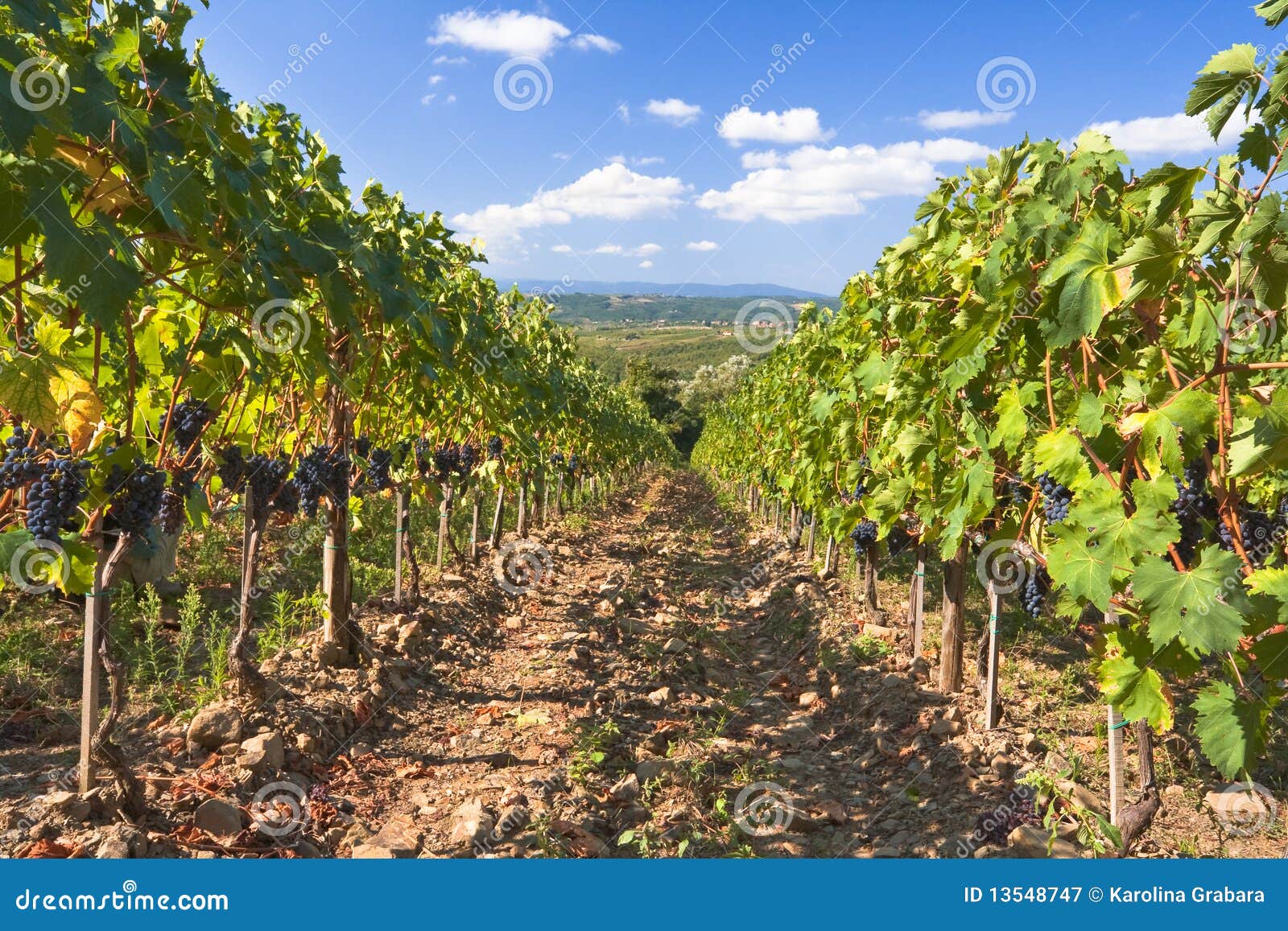 Vineyard in Tuscany, Italy stock image. Image of cultivation 13548747