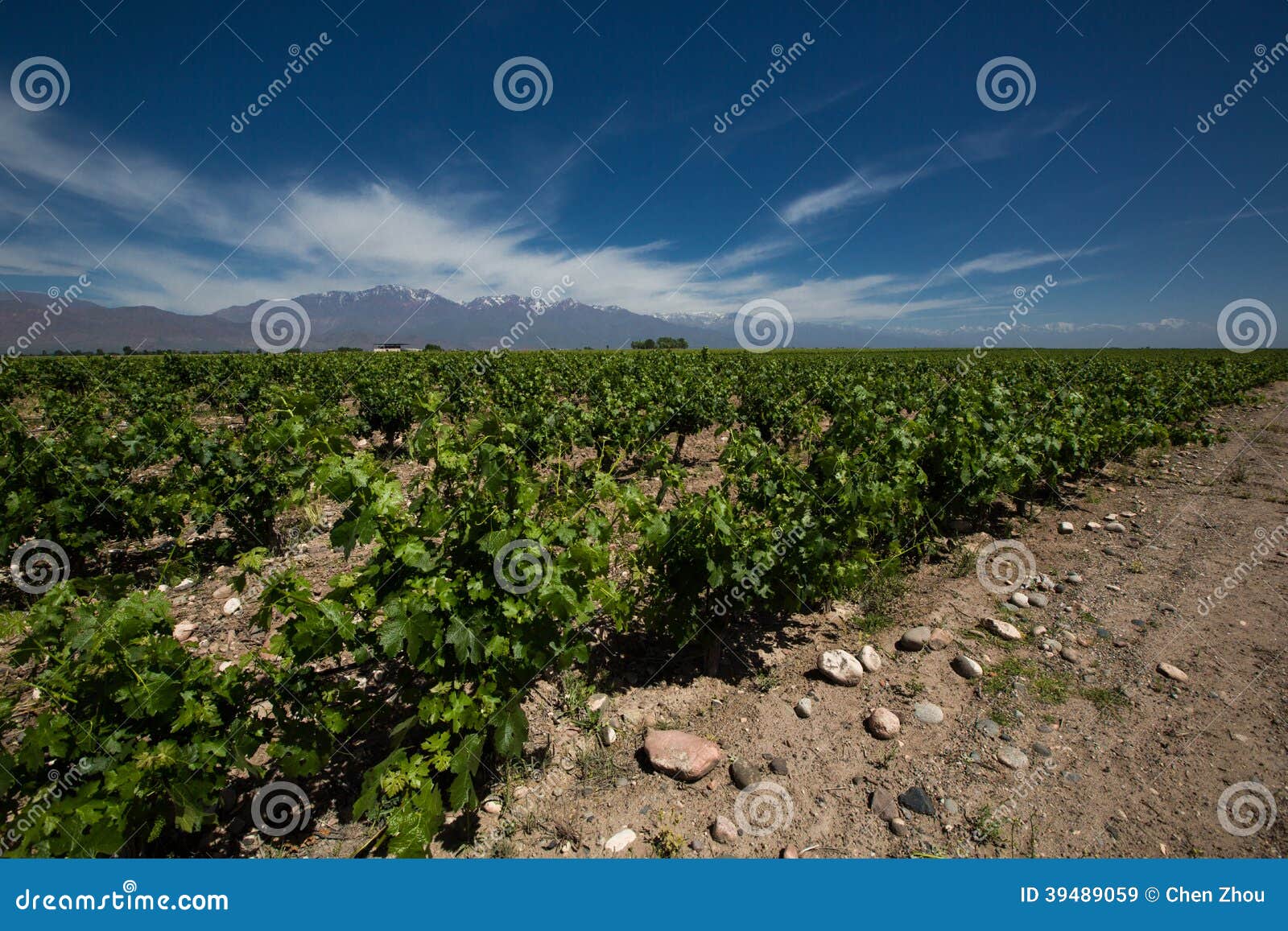 vineyard, valle de uco, argentina