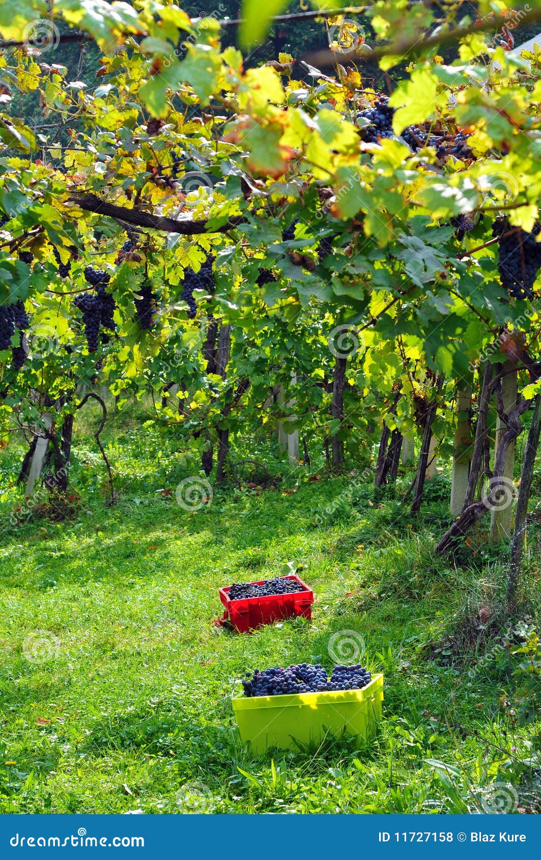 Vineyard Vintage time stock photo. Image of eating 11727158