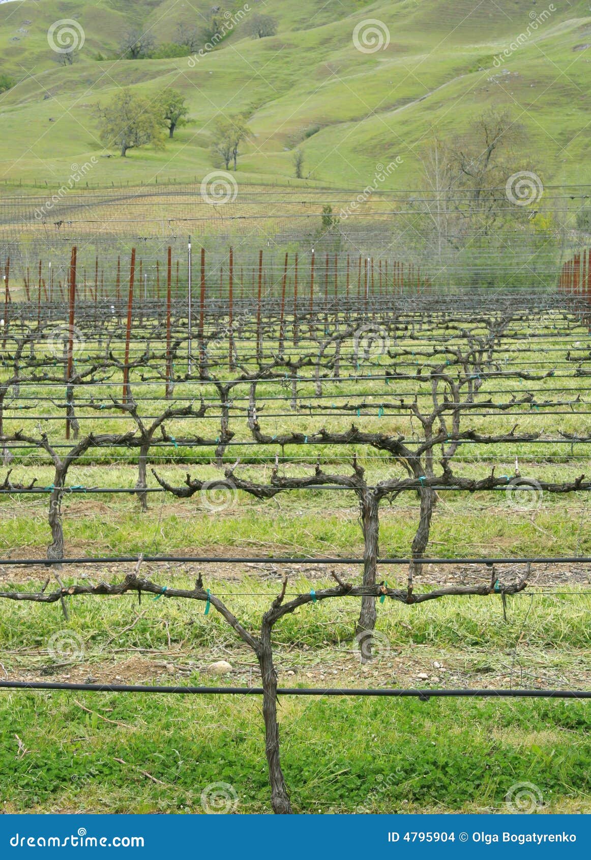 Vineyard, Wine Making Business Stock Photo Image of rural, harvest