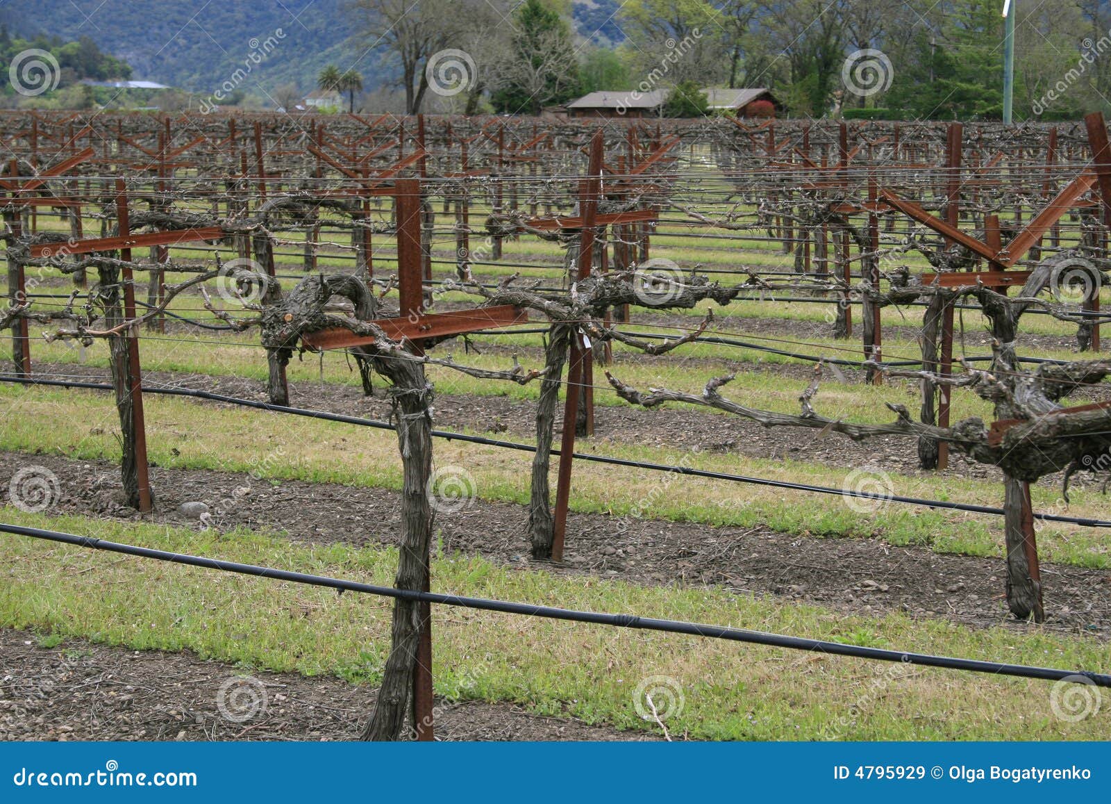 Vineyard, Wine Making Business Stock Image Image of pasture