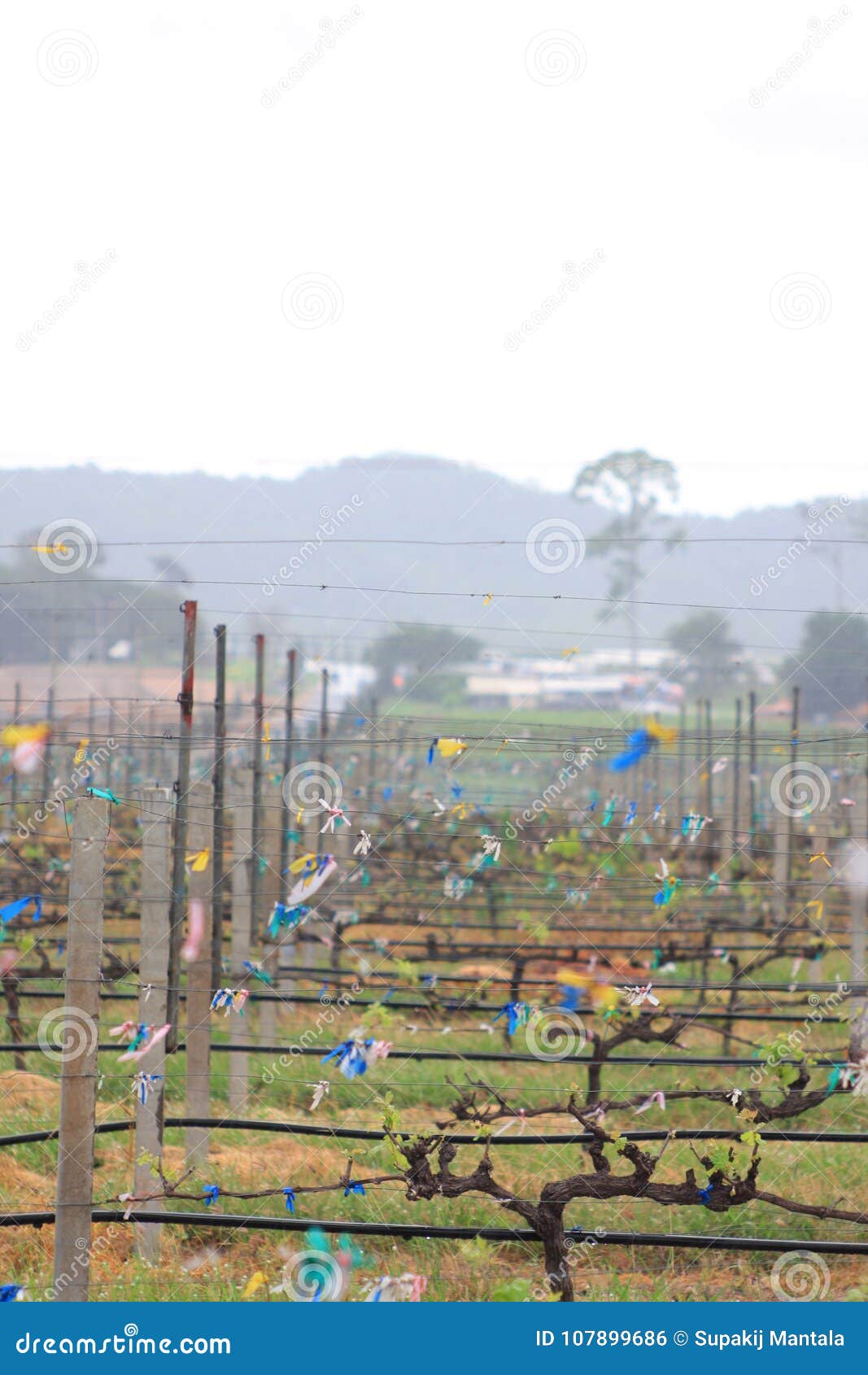 The Vineyard for Wine Making. Stock Photo Image of vineyard, green
