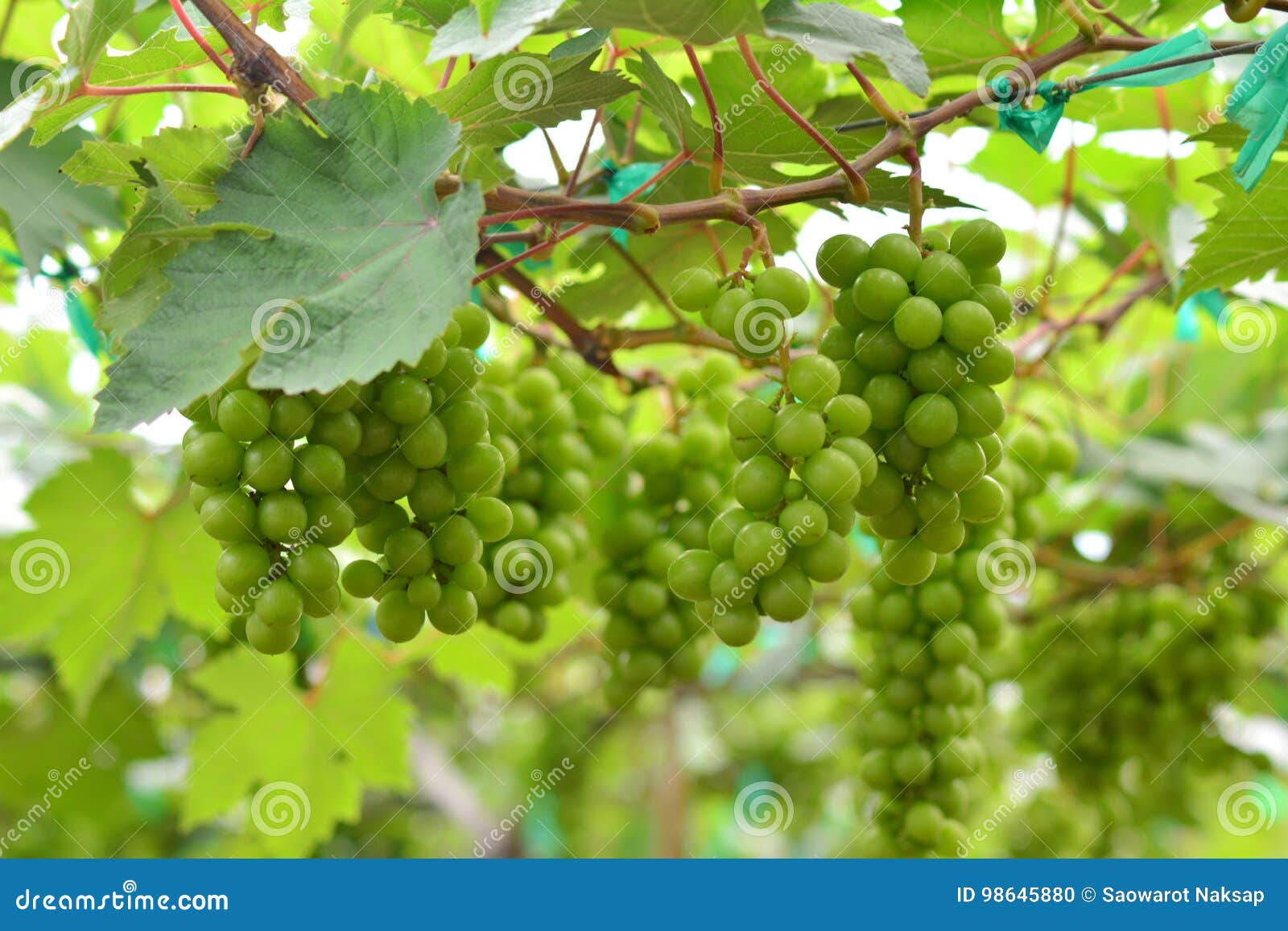 Vineyard, Winery, Grape, Green Stock Photo Image of bunch, grape