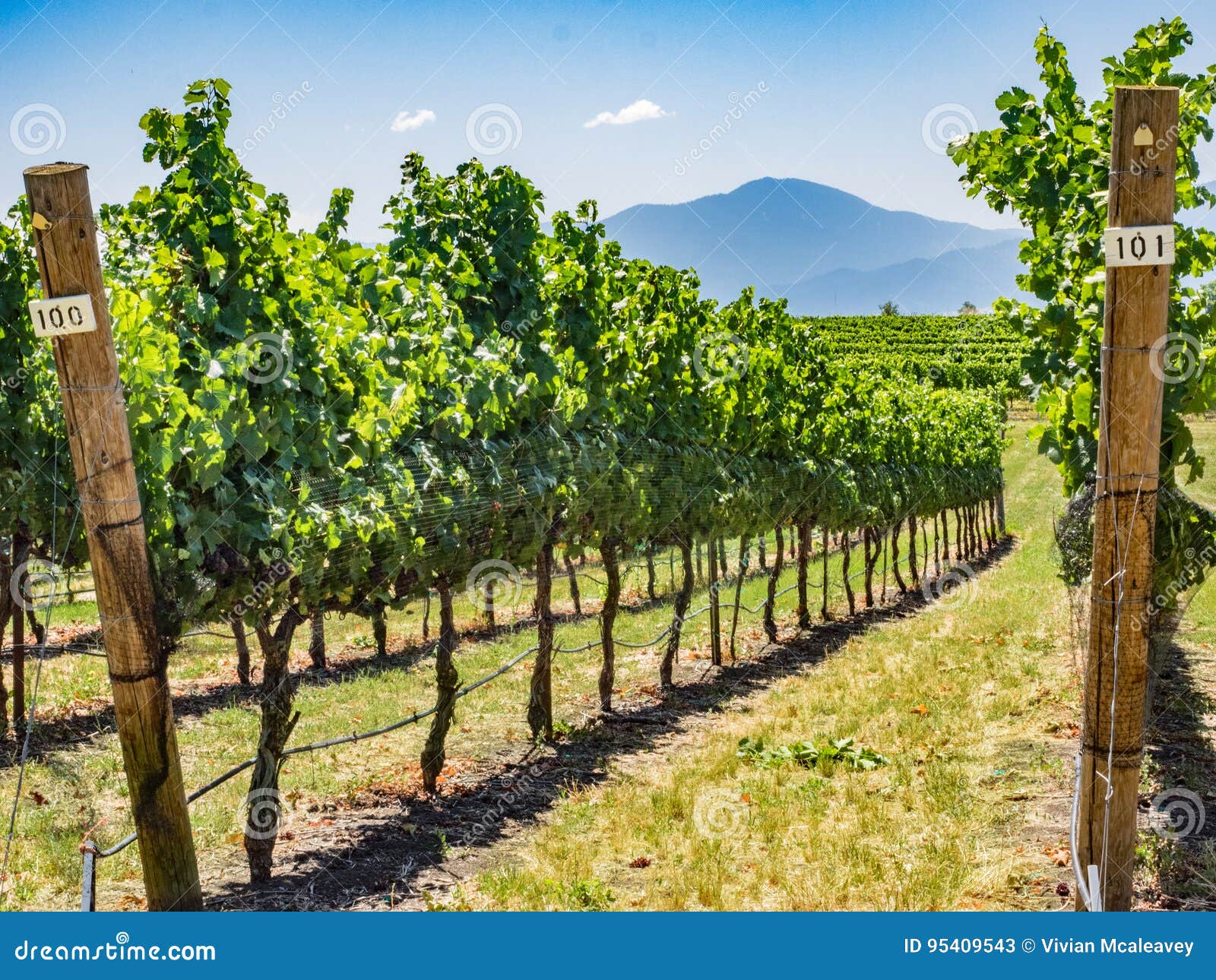 vineyard and winery in rural area