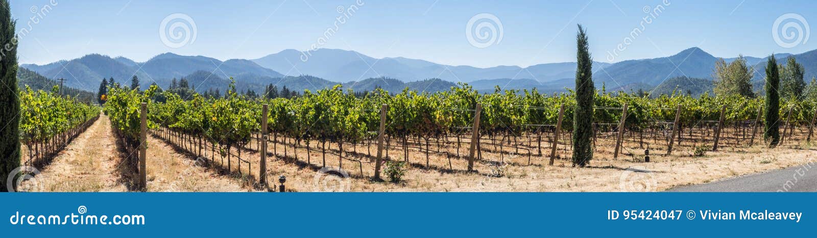 vineyard and winery in rural area