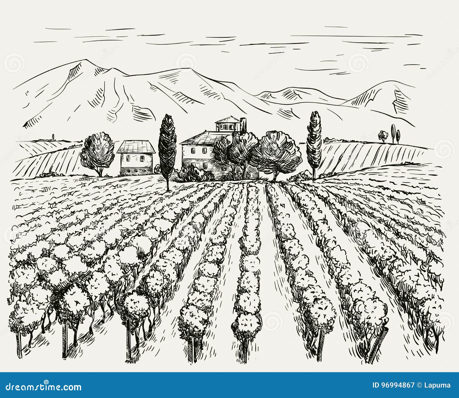 vineyard sketch