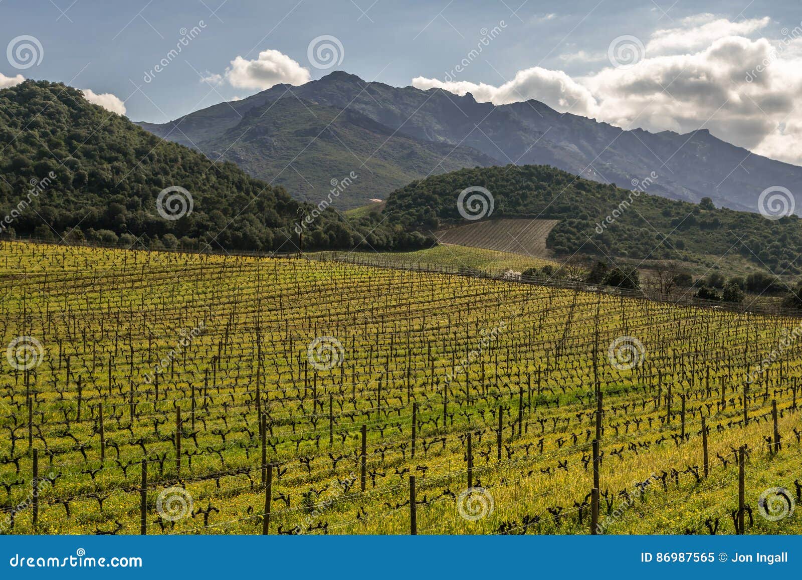 vineyard in winter sun at patrimonio in corsica