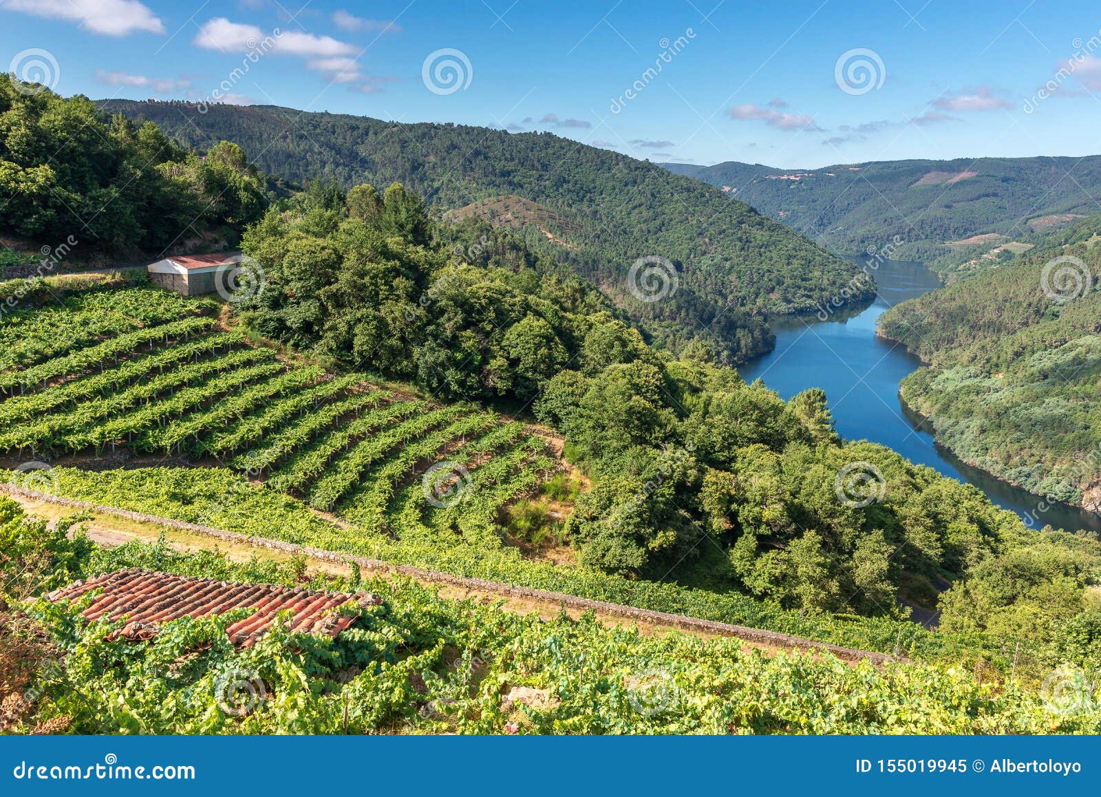vineyards along minho river, ribeira sacra in lugo province, spain