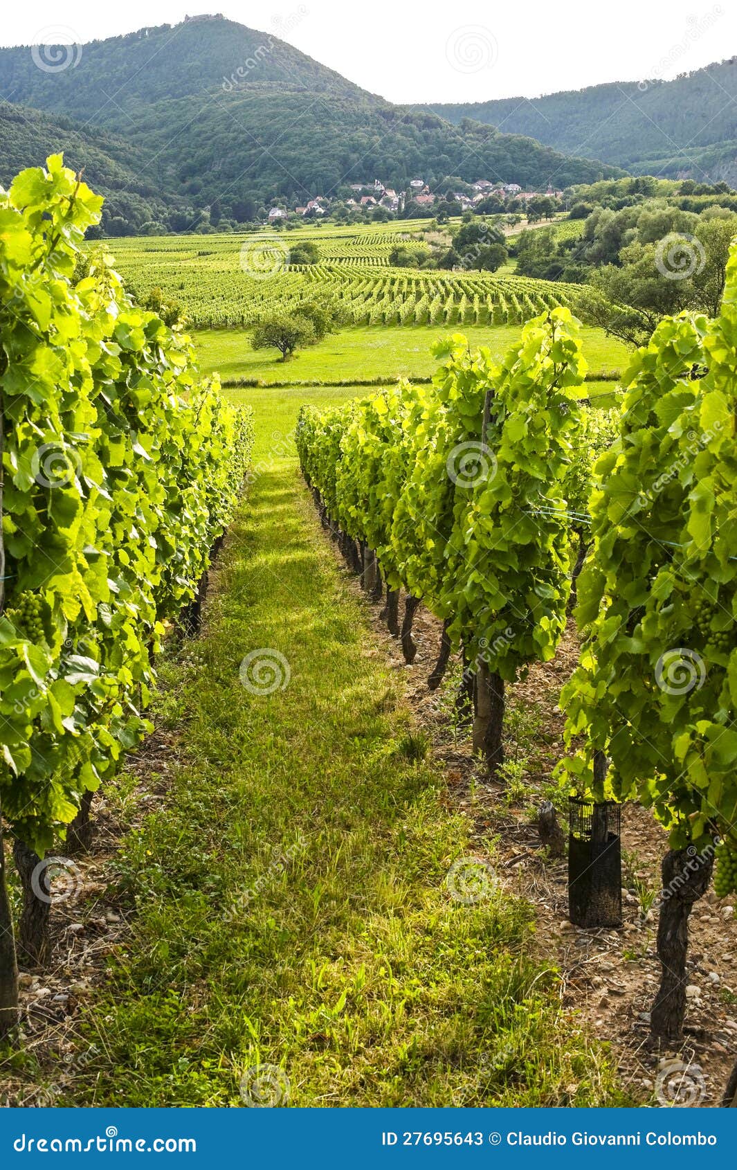 Vineyards in Alsace (France) Stock Image Image of green, grapes 27695643