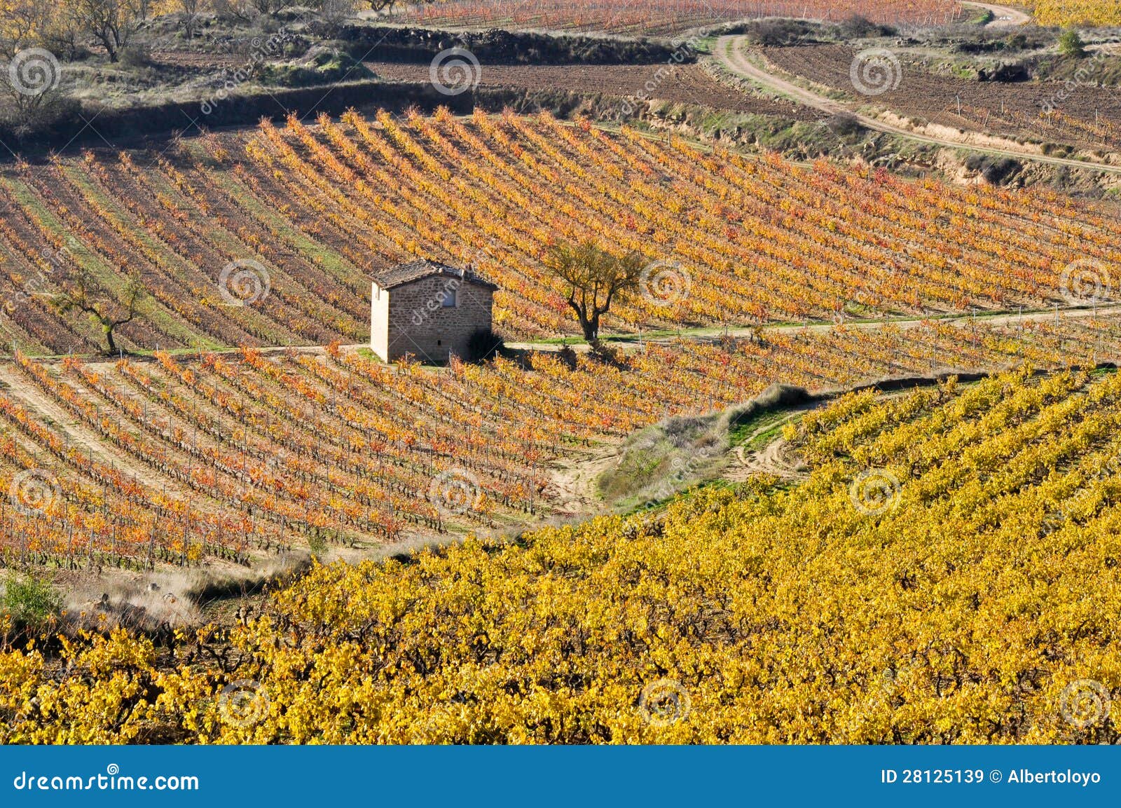 vineyards in autumn, la rioja, spain