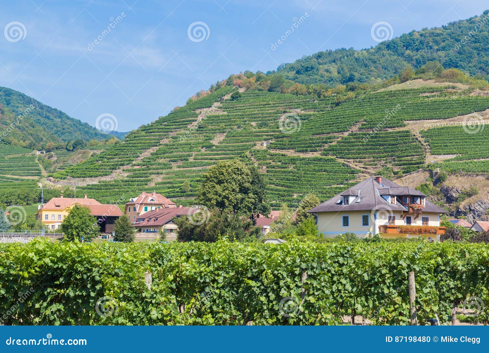 Vineyards and Buildings in Krems, Austria Editorial Image Image of