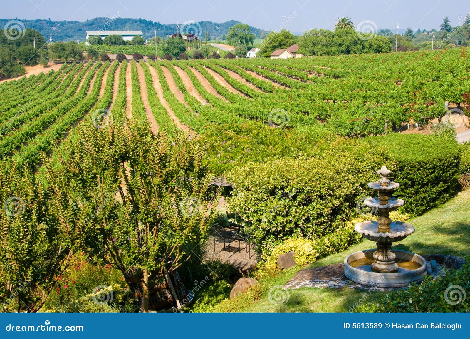 Vineyards in California stock image. Image of winery, grass 5613589