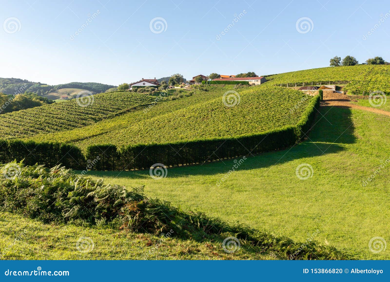 vineyards with the cantabrian sea in the background, getaria, spain