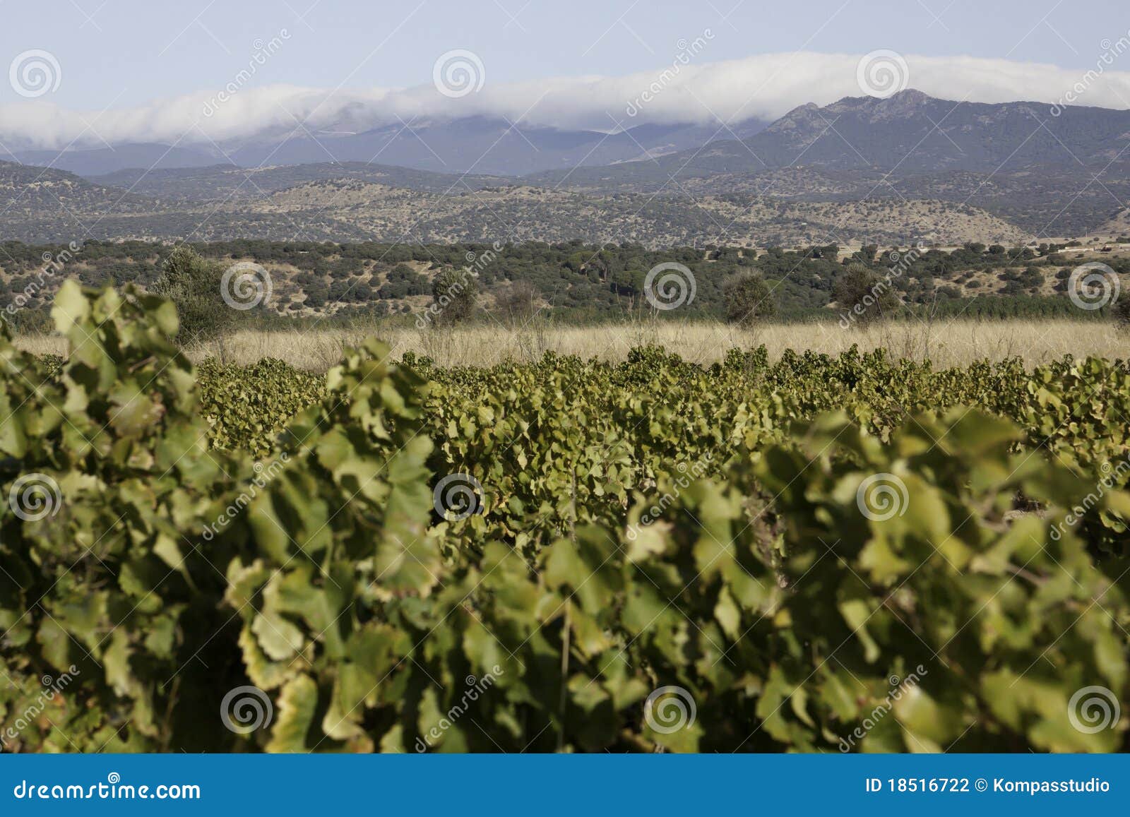 vineyards of castile-la mancha