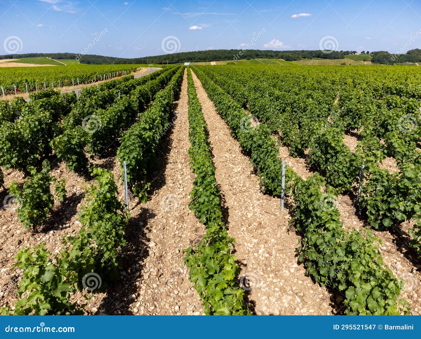 vineyards of chateauneuf du pape appelation with grapes growing on soils with large rounded stones galets roules, lime stones,