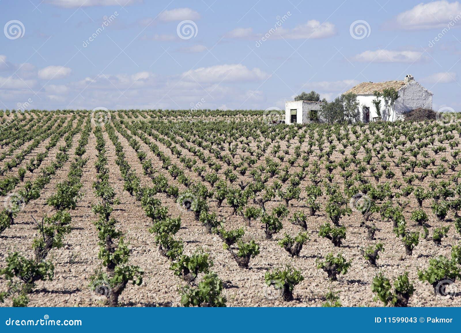 vineyards in ciudad real in spain