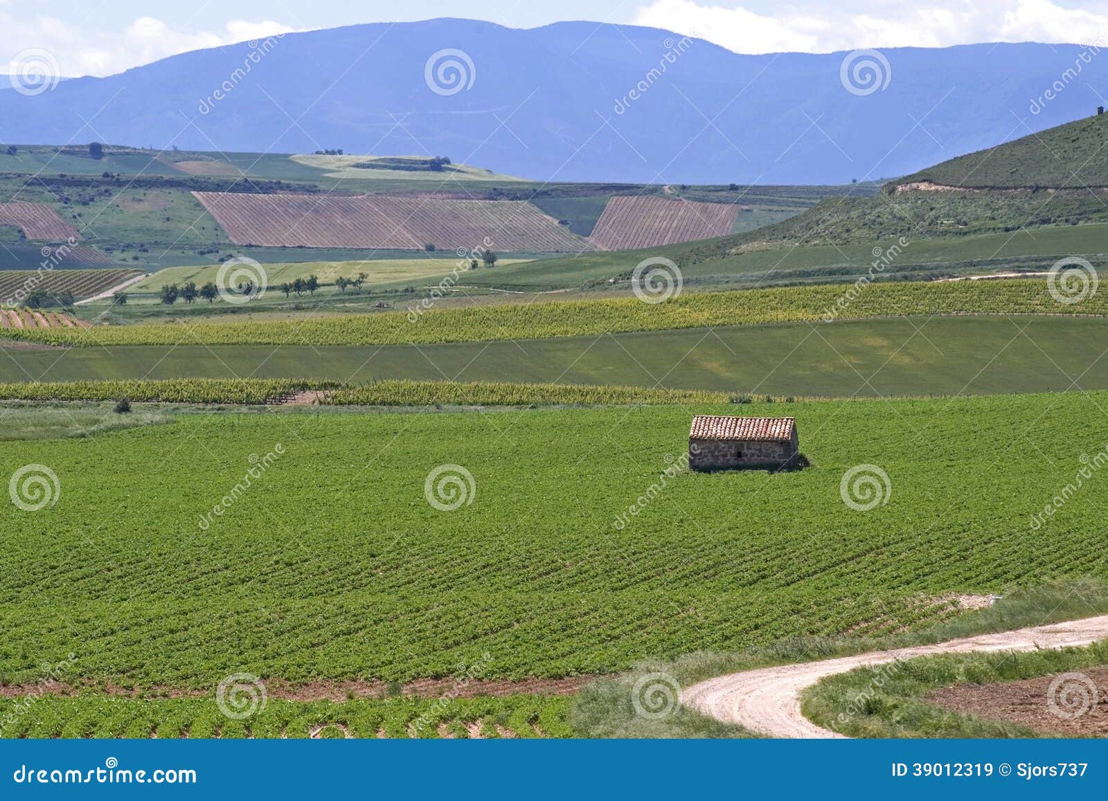 vineyards in the countryside of la rioja, spain