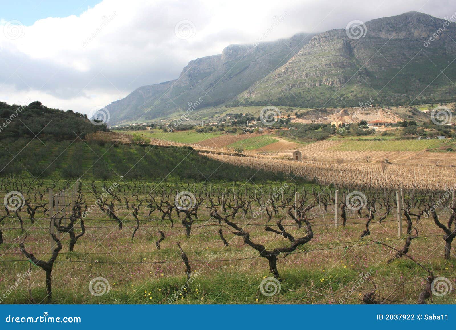 vineyards cultivation & mount. sicily