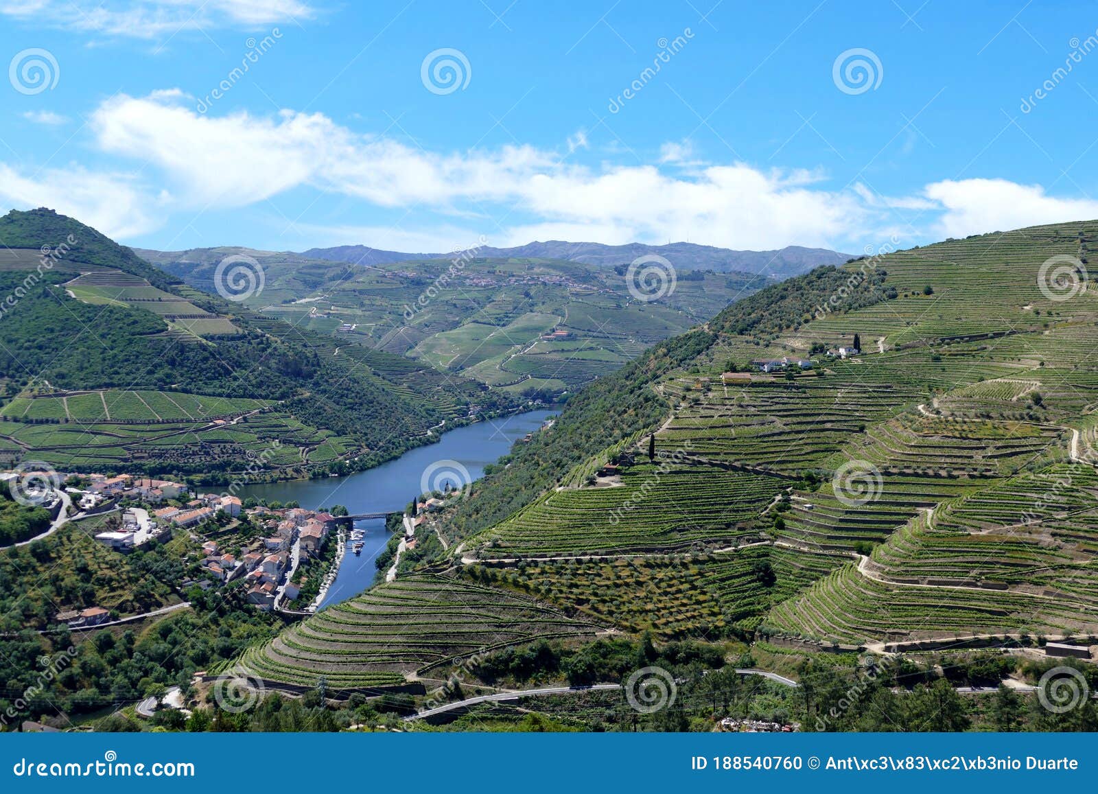 vineyards in douro valley. porto wine.