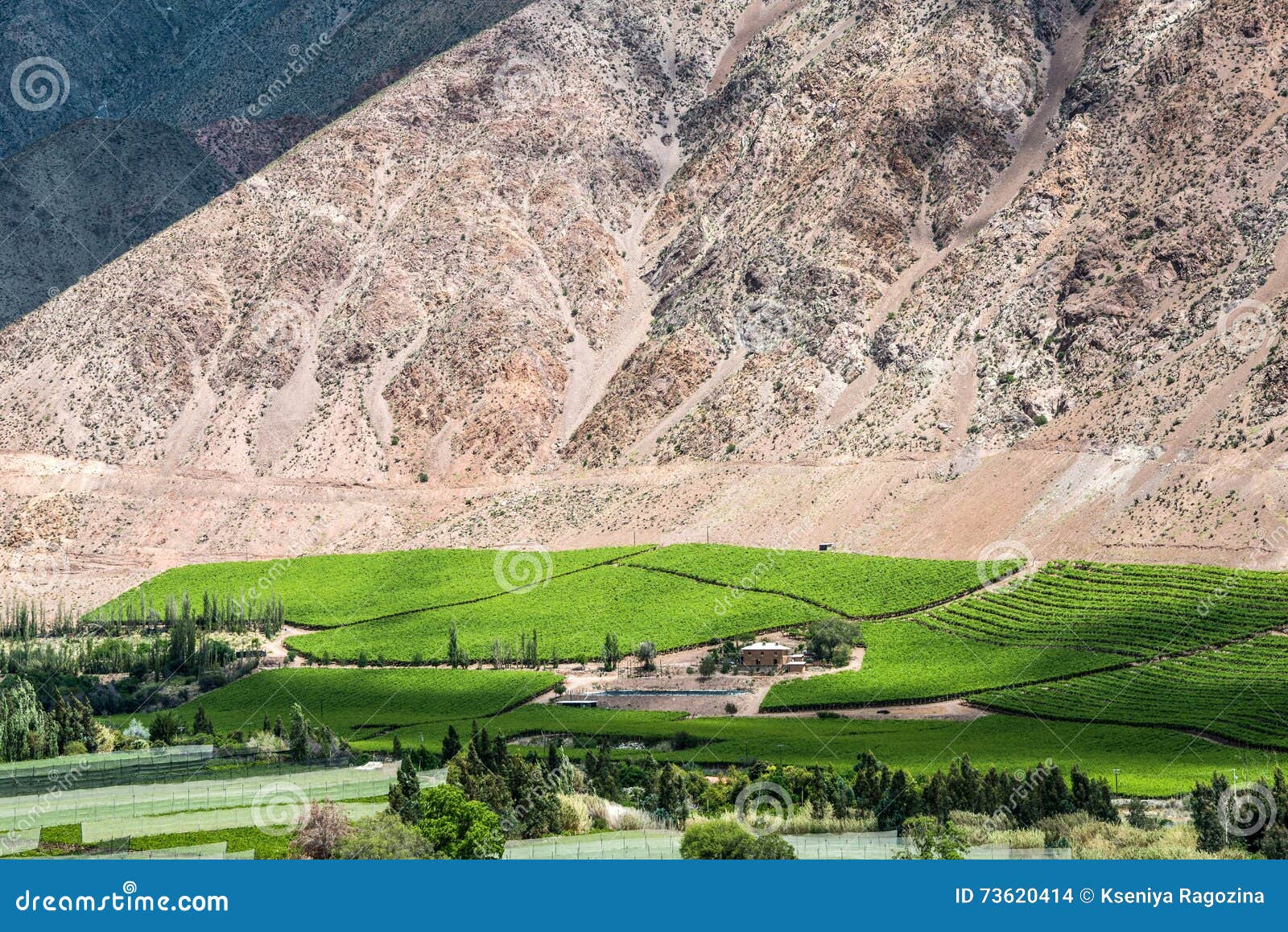vineyards of elqui valley, andes, chile