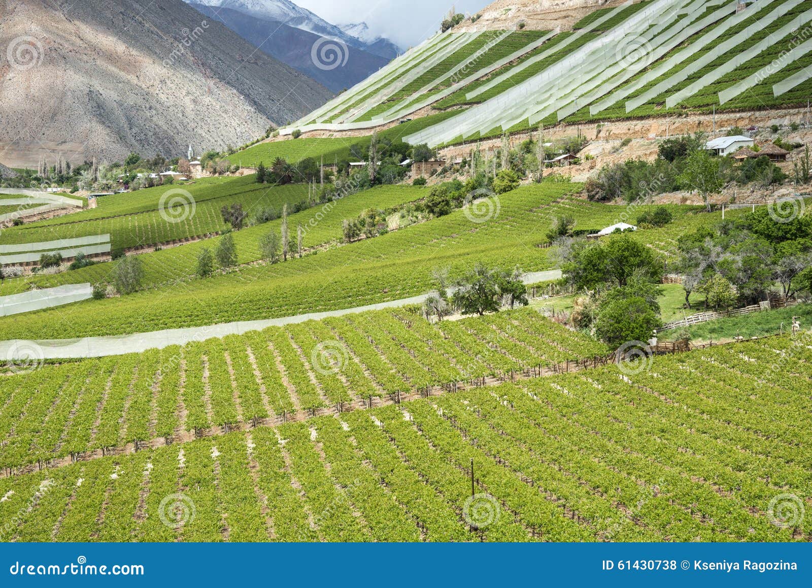 vineyards of the elqui valley, andes part of atacama