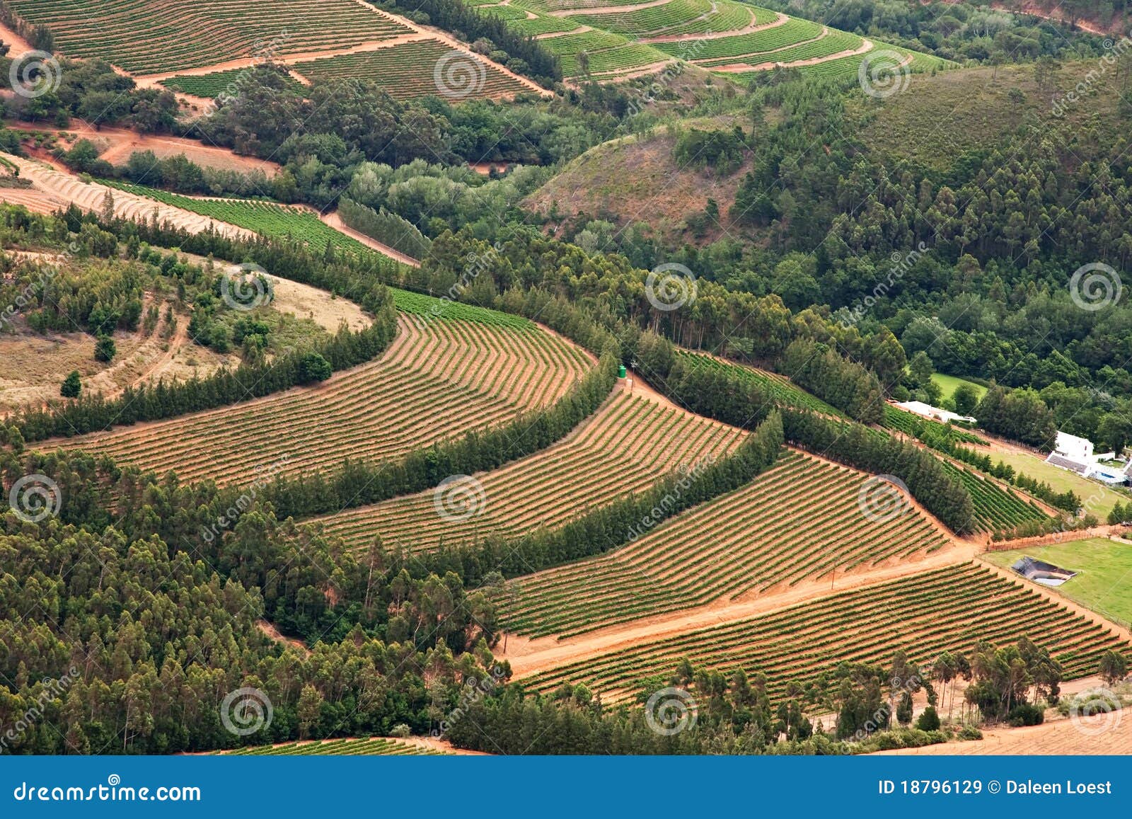 Vineyards in Fertile Valley Stock Image Image of agriculture